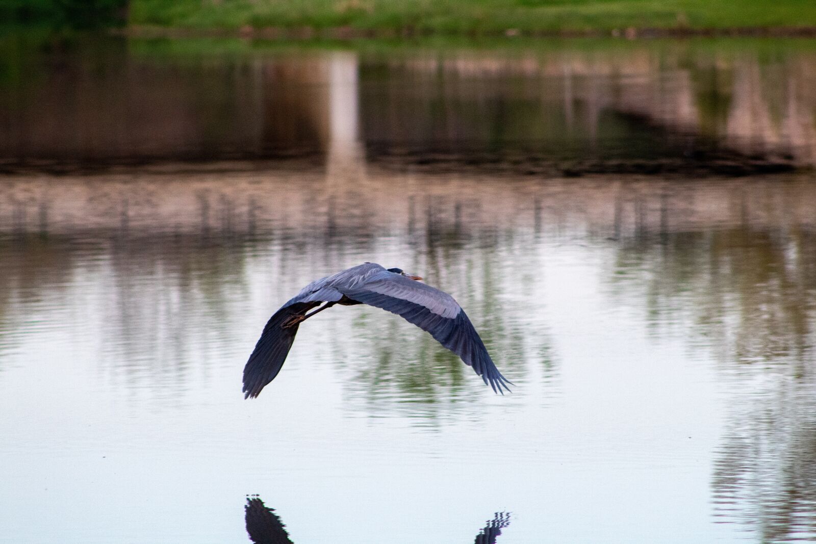 Canon EF75-300mm f/4-5.6 sample photo. Heron, blue heron, wildlife photography