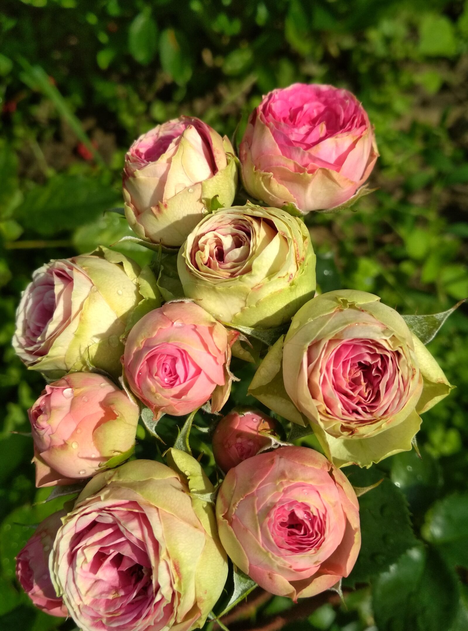 Xiaomi Redmi 4X sample photo. Summer, rose, flower garden photography