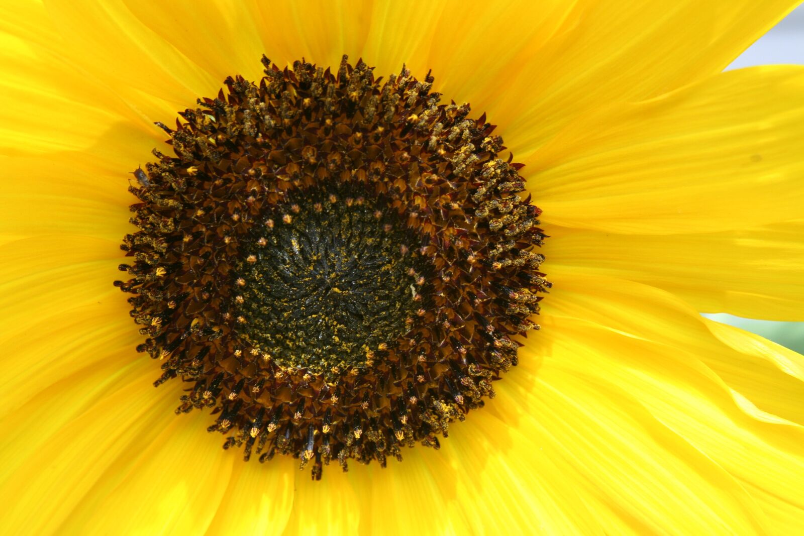 Canon EOS 350D (EOS Digital Rebel XT / EOS Kiss Digital N) sample photo. Sunflower, flower, blossom photography