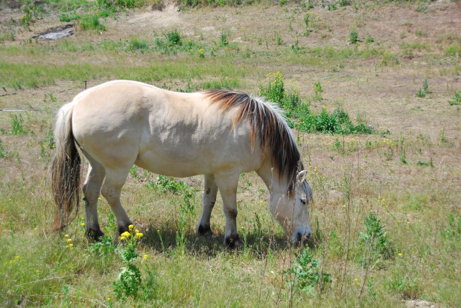 Nikon D80 sample photo. Horse, field, farm separated photography