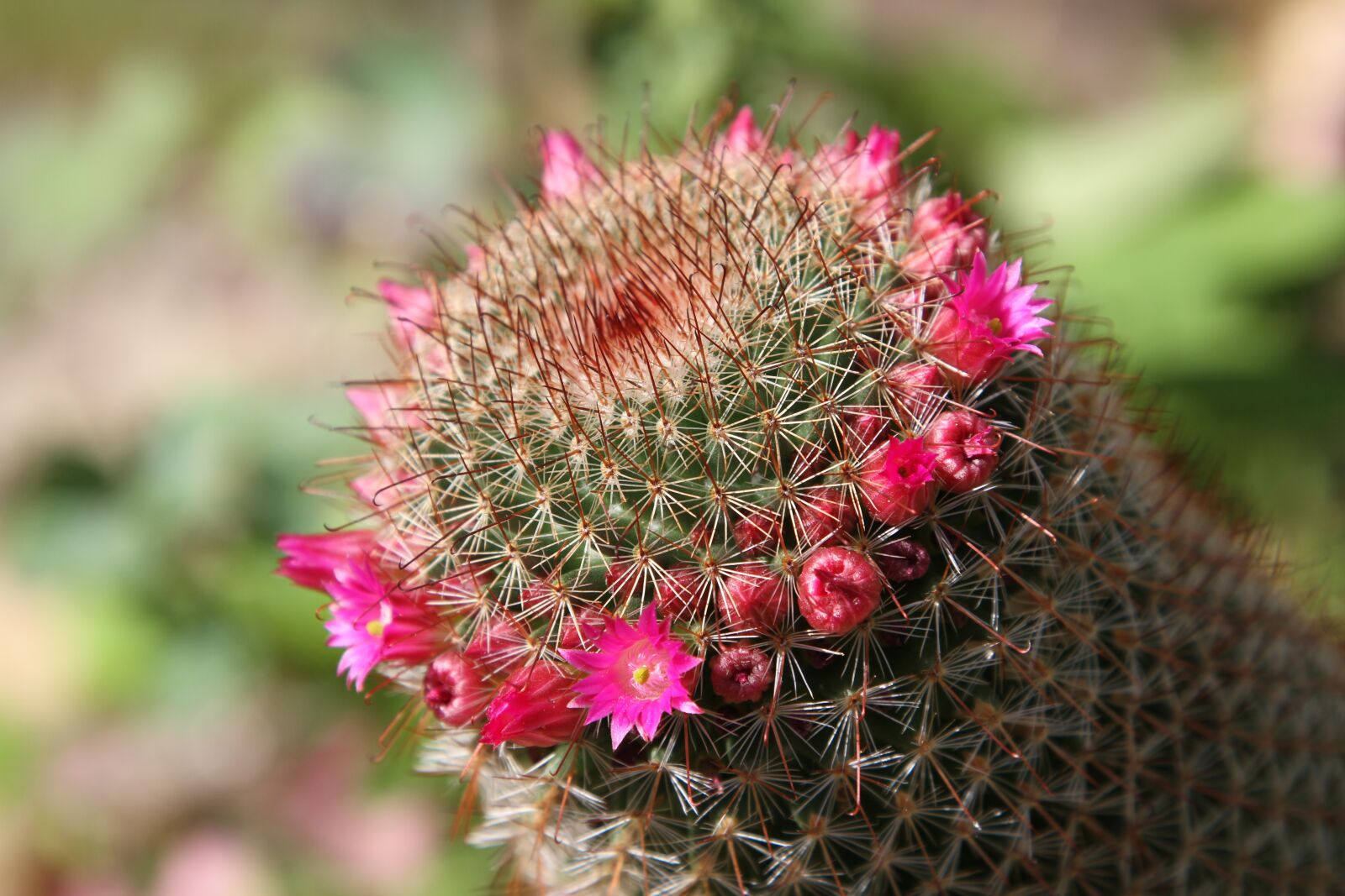 Canon EOS 7D sample photo. "Cactus, juicy, flowers" photography
