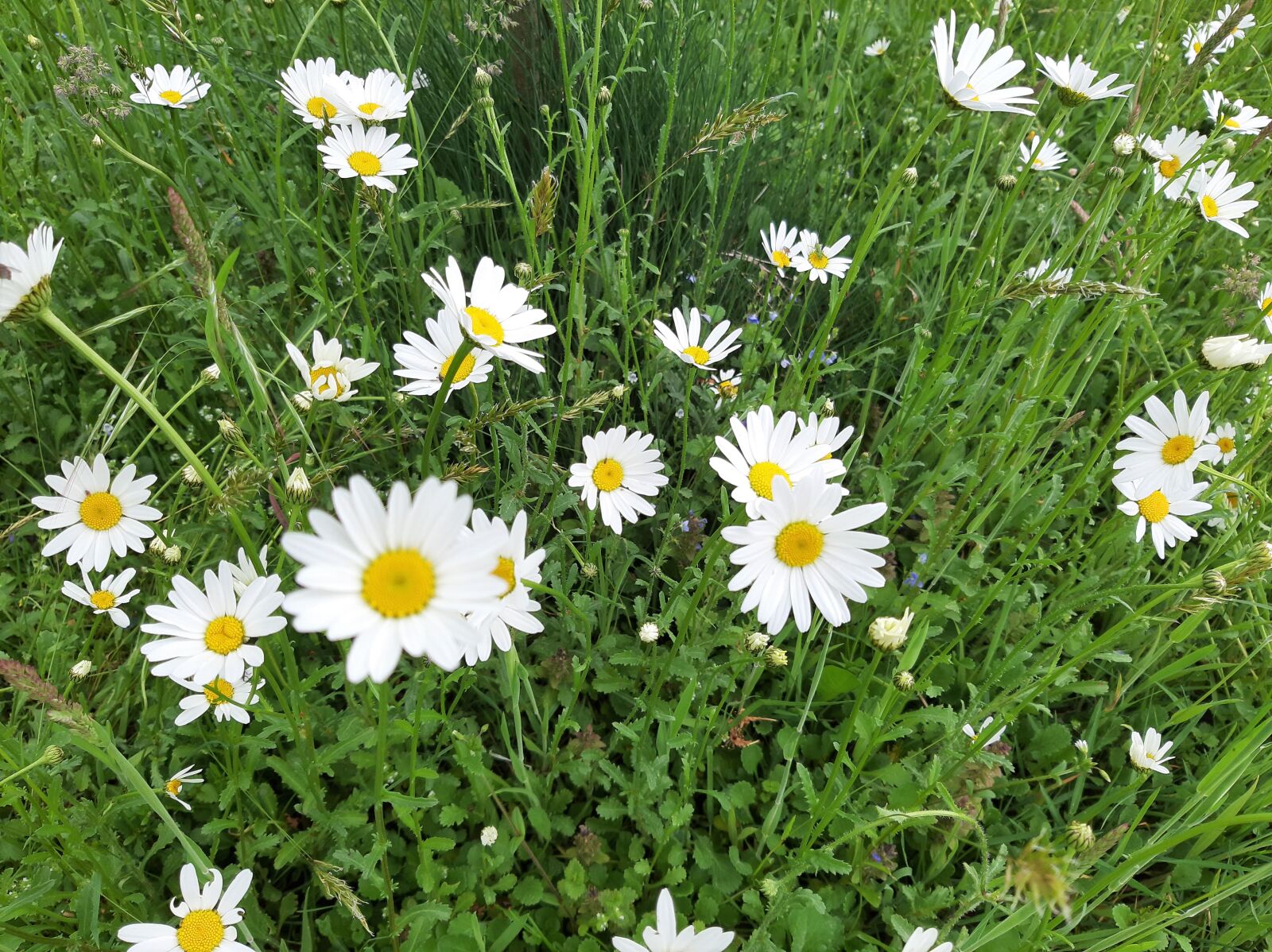 Samsung Galaxy A50 sample photo. Daisy, white, flowers photography