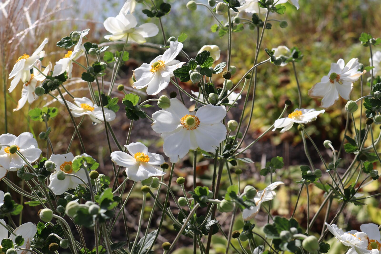 Canon EOS 80D sample photo. White flowers, summer flowers photography