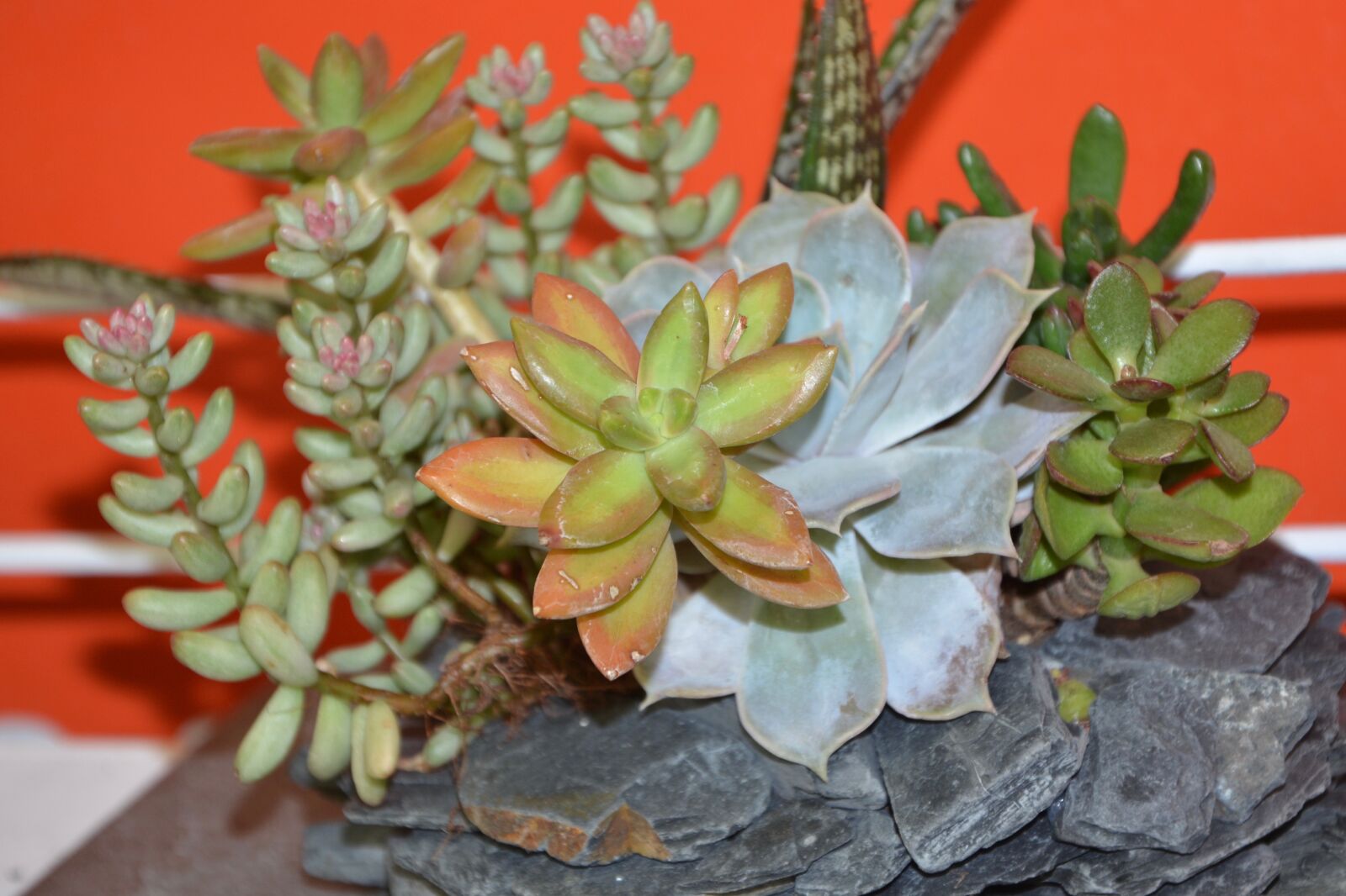 Nikon D5200 sample photo. Cactus, composition, gift photography
