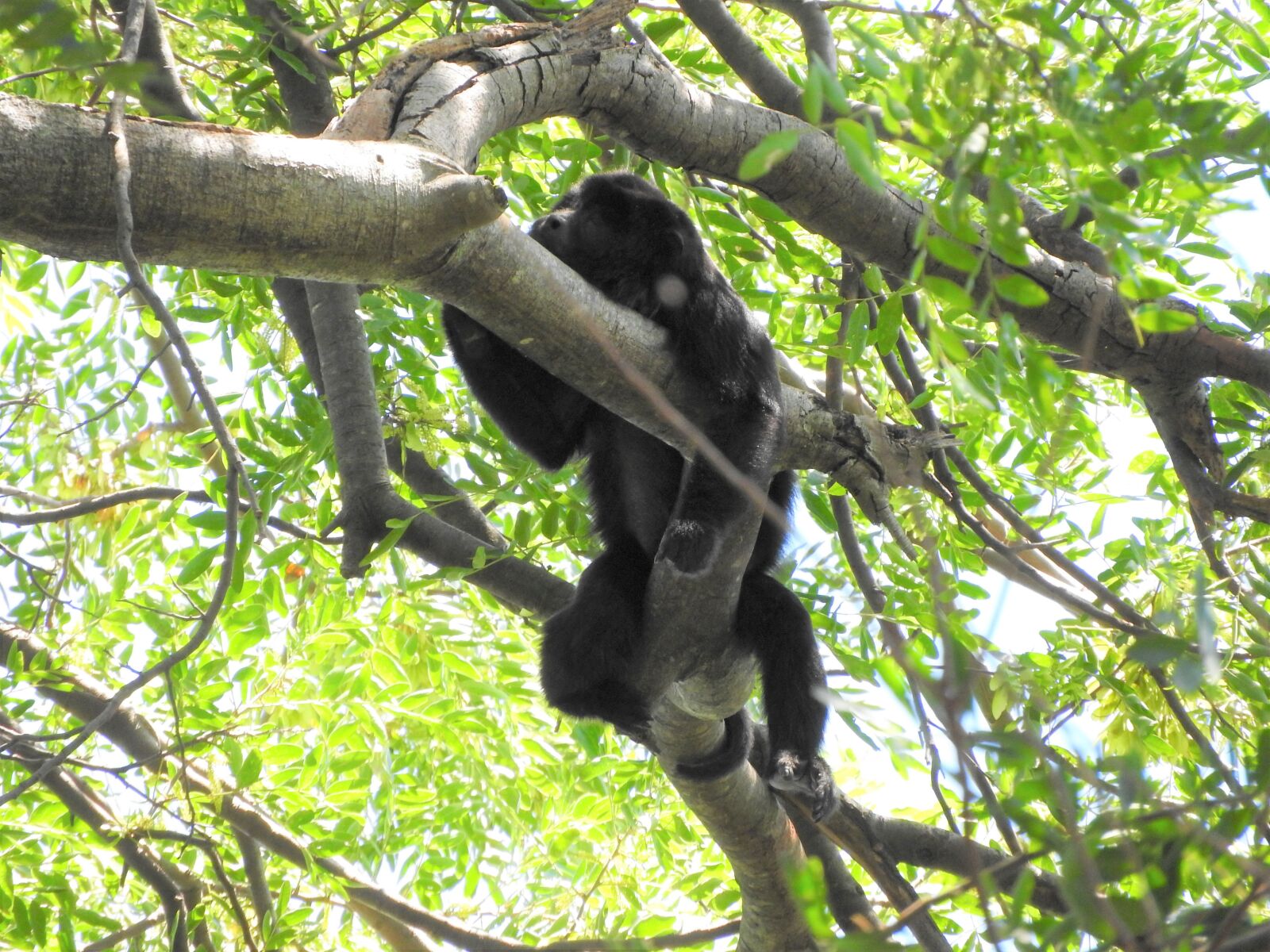 Nikon Coolpix P610 sample photo. Monkey, mammal, animal photography