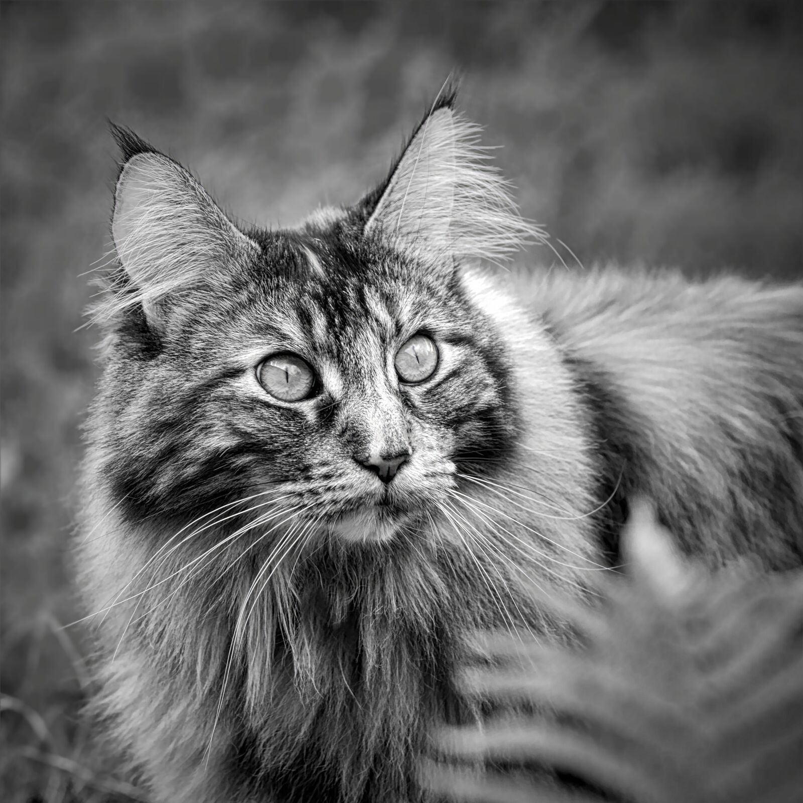 Nikon D610 sample photo. Maine coon, black and photography