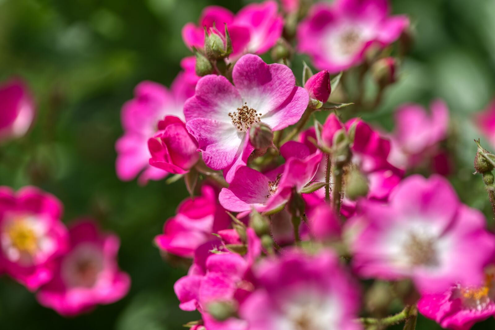 Nikon D750 sample photo. Roses, unfilled roses, bees photography