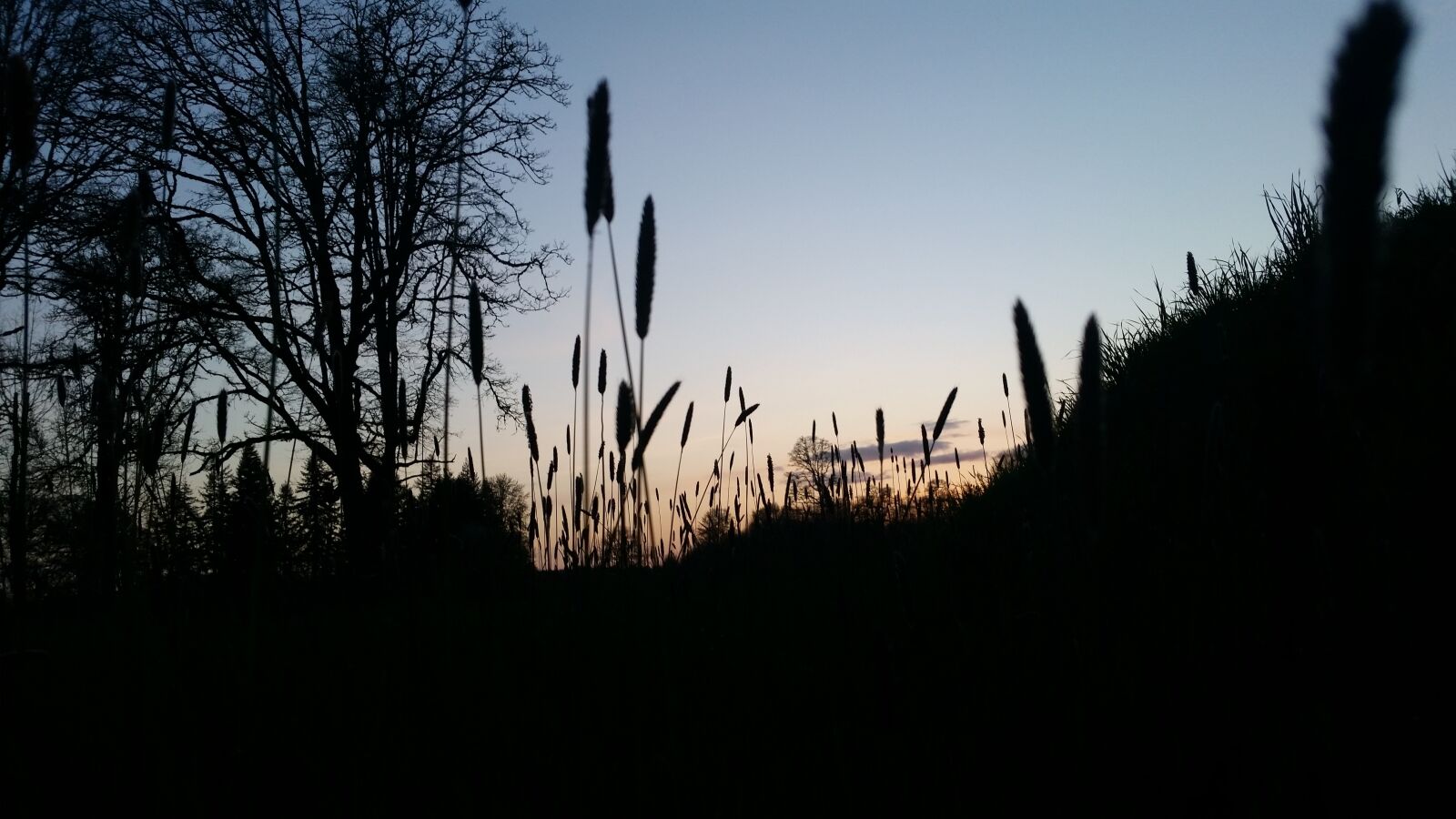 Samsung Galaxy S5 sample photo. Tree, nature, panoramic photography