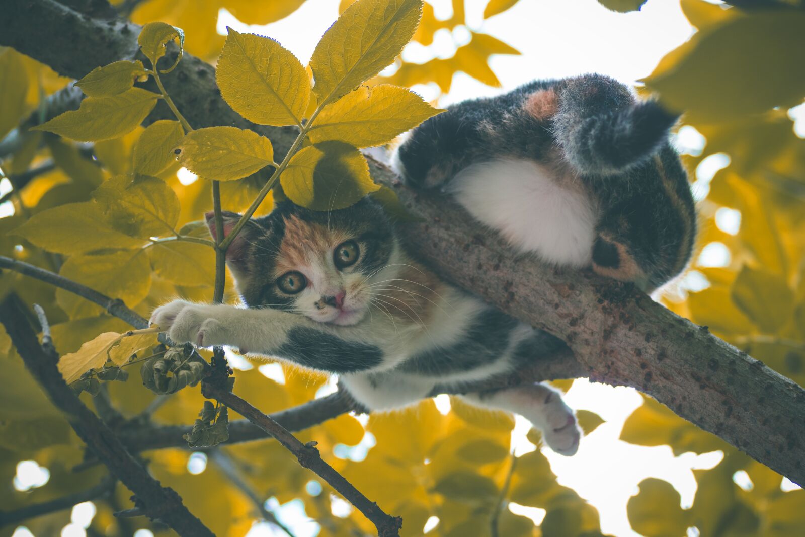 Canon EOS 1300D (EOS Rebel T6 / EOS Kiss X80) sample photo. Cat, feline, animal photography