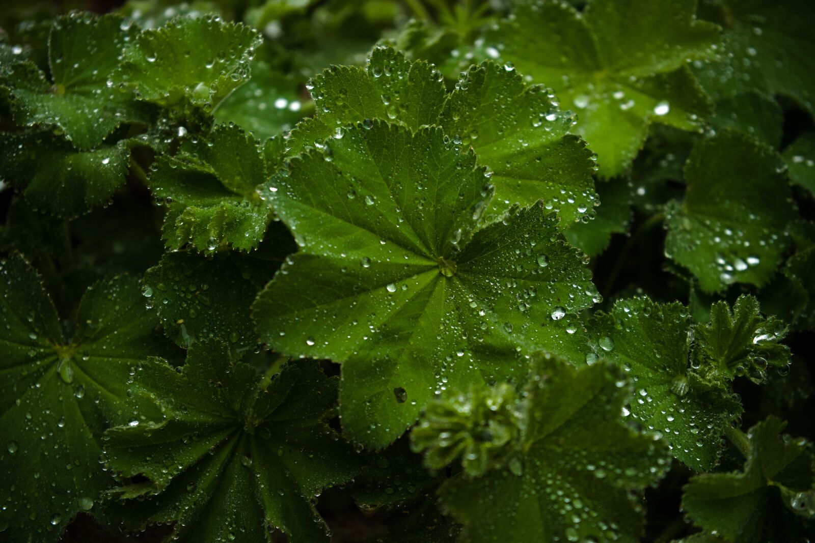 Sony a7 sample photo. Rain, green, raindrop photography