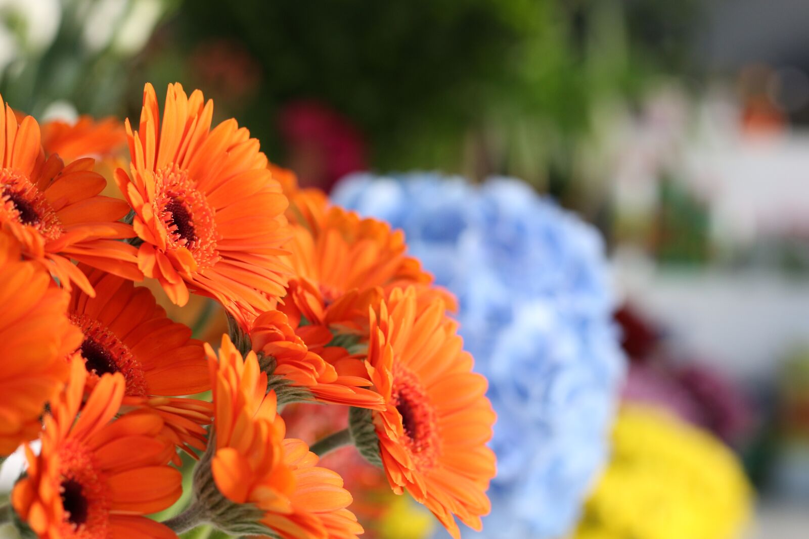 Canon EOS 700D (EOS Rebel T5i / EOS Kiss X7i) + Canon EF 50mm F1.8 STM sample photo. Flower, flora, nature photography