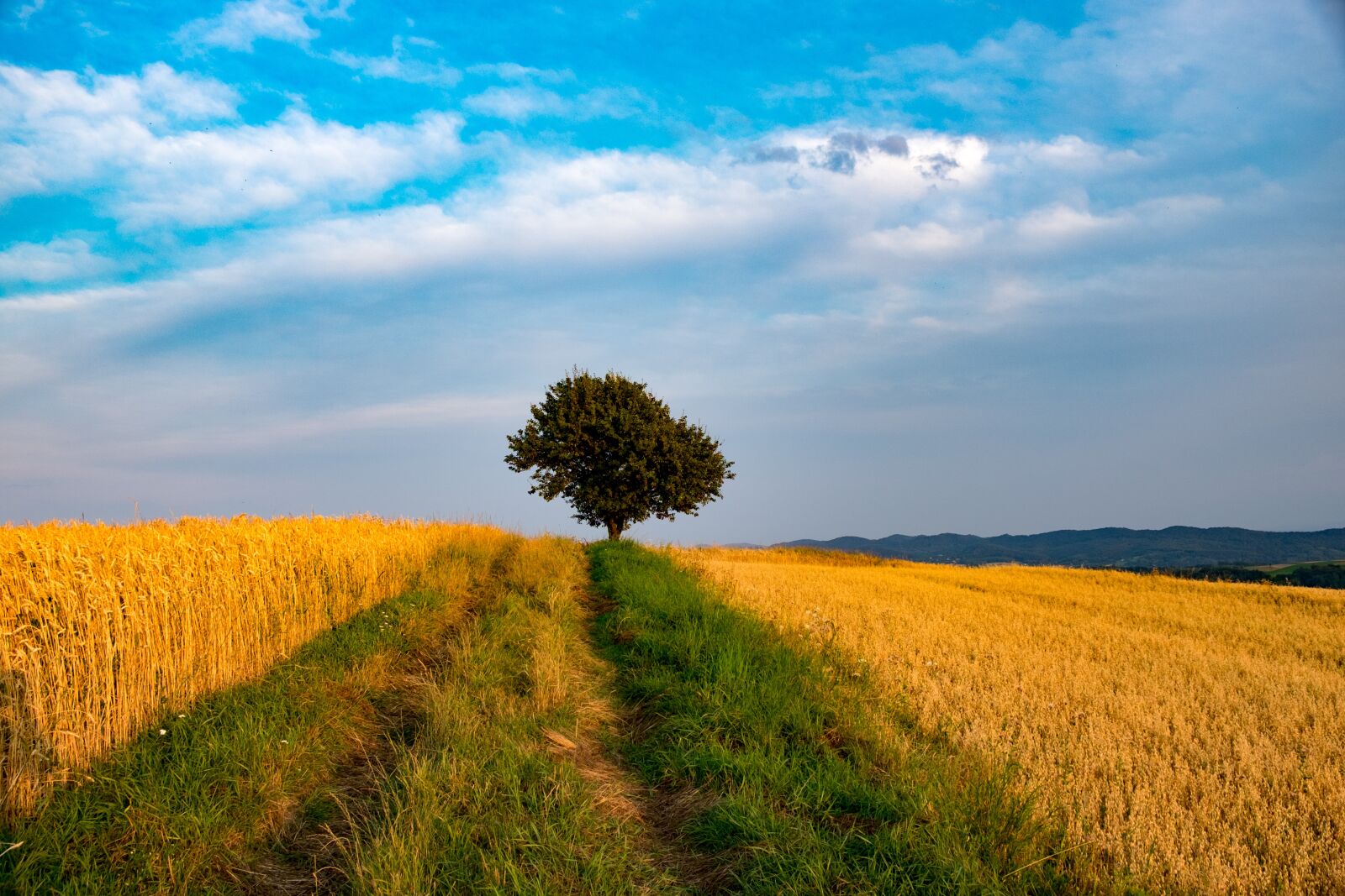 Fujifilm X-T10 sample photo. Landscape, harvest, corn photography
