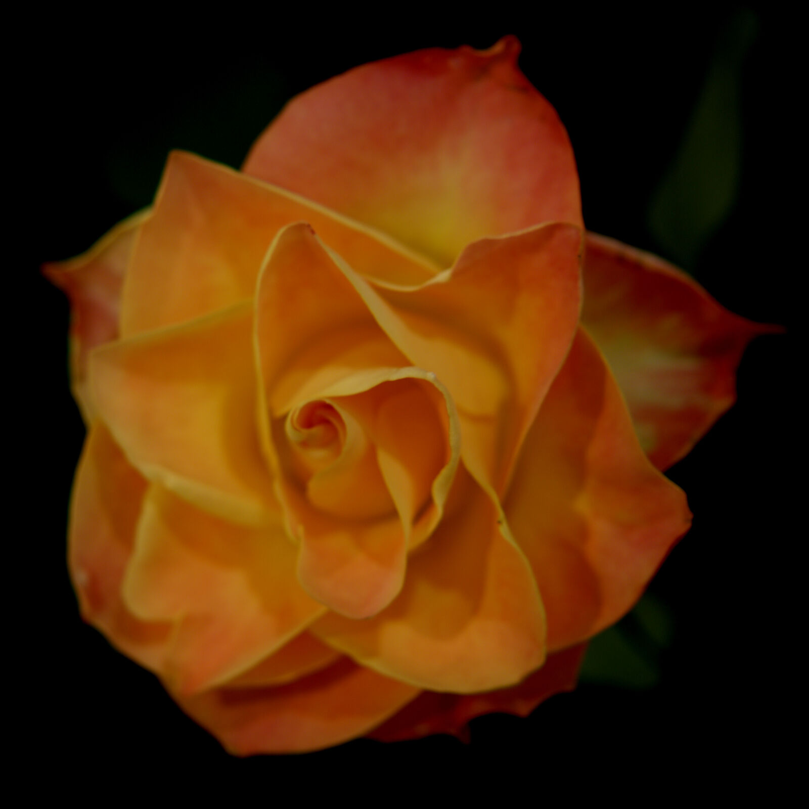 Nikon D3200 sample photo. Flower, plant, rose photography