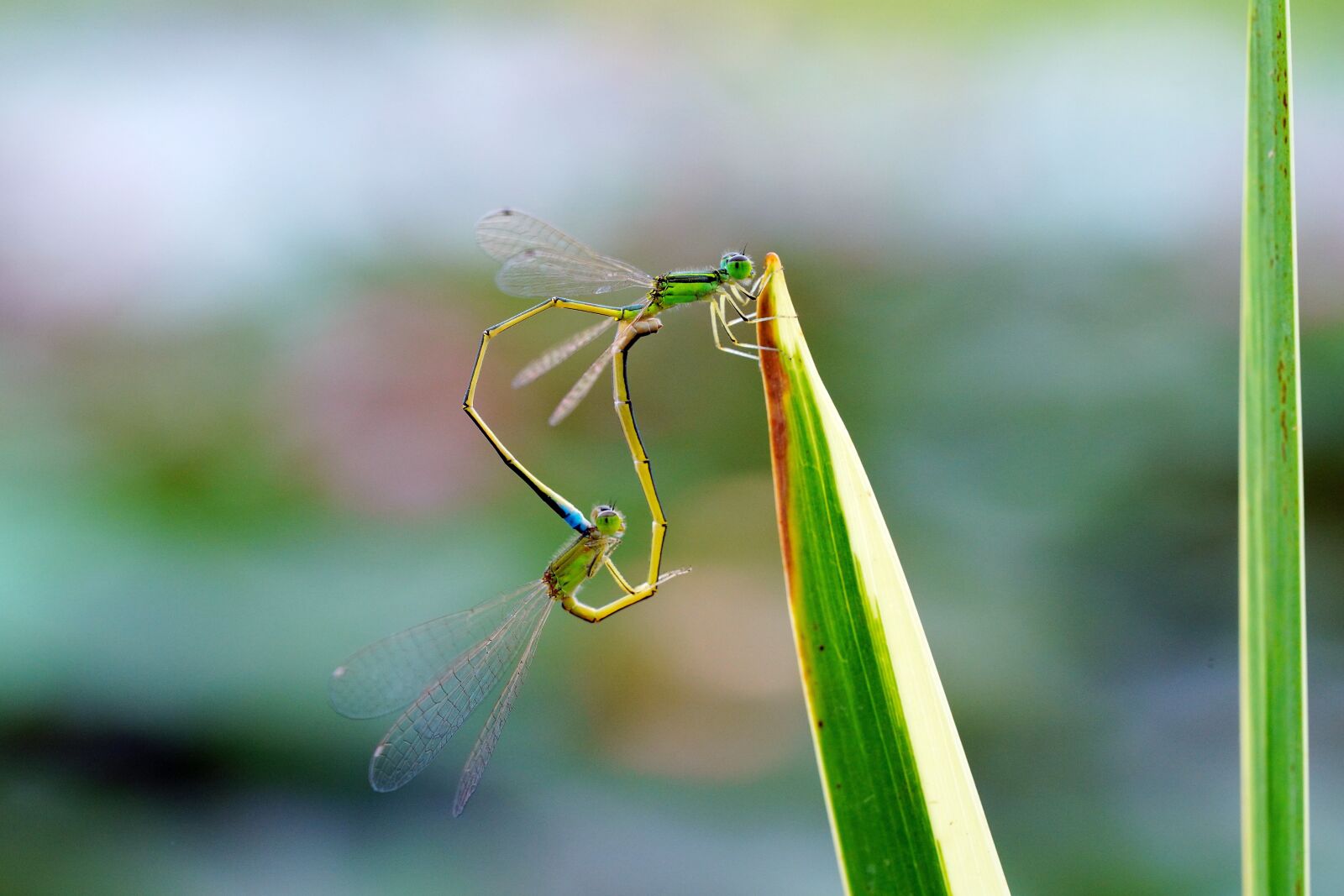 Sony a7R III + Sony FE 90mm F2.8 Macro G OSS sample photo. Dragonfly, pond, flowers photography