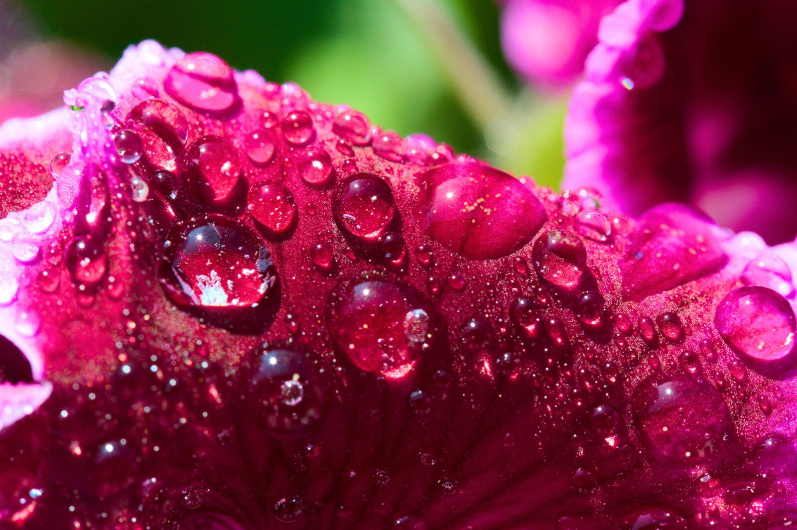 Nikon D90 sample photo. Macro, flower, blossom photography