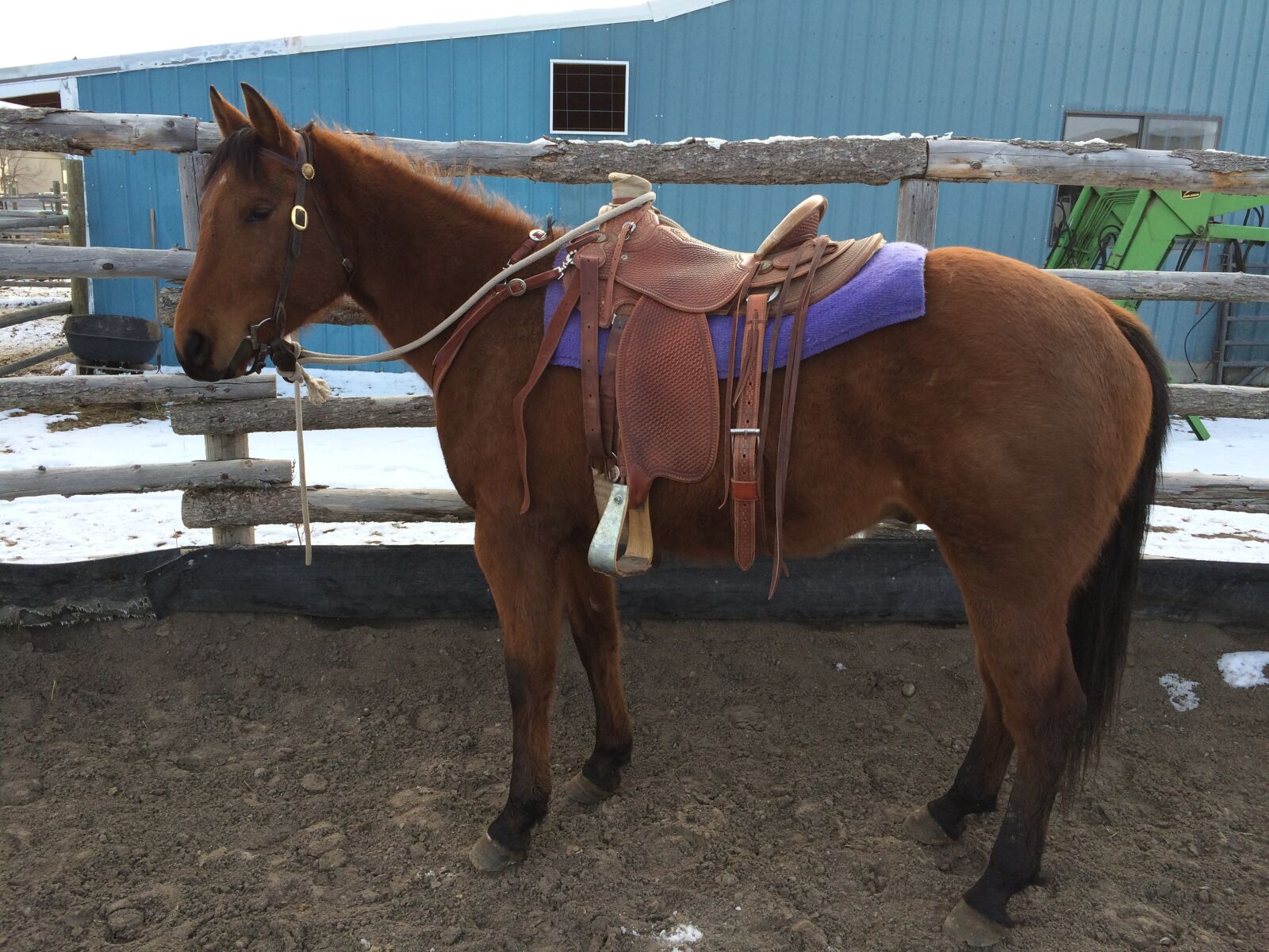 Apple iPhone 5s sample photo. Horse, saddle, horseback photography