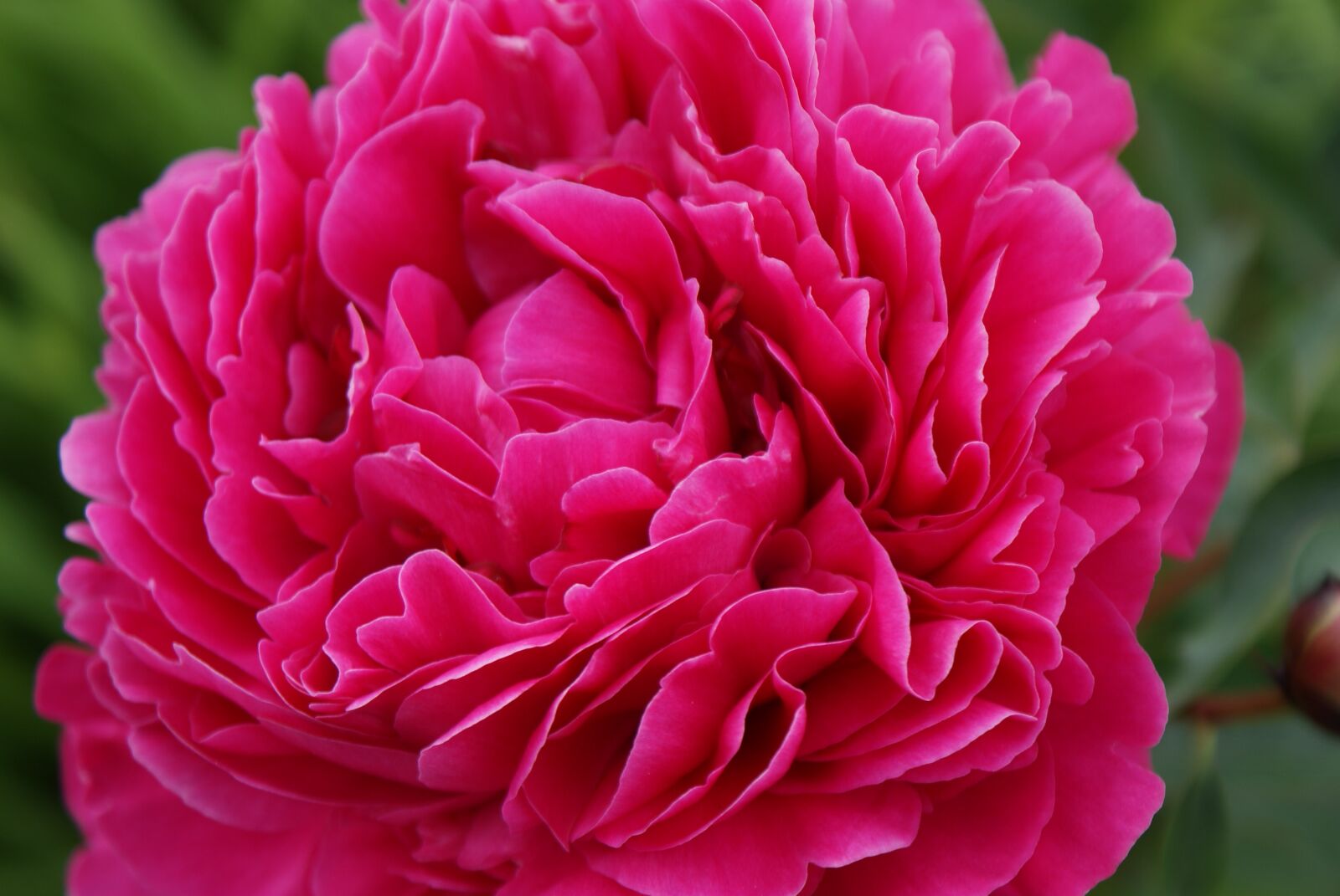 Sony Alpha DSLR-A300 sample photo. Flower, peony, spring photography