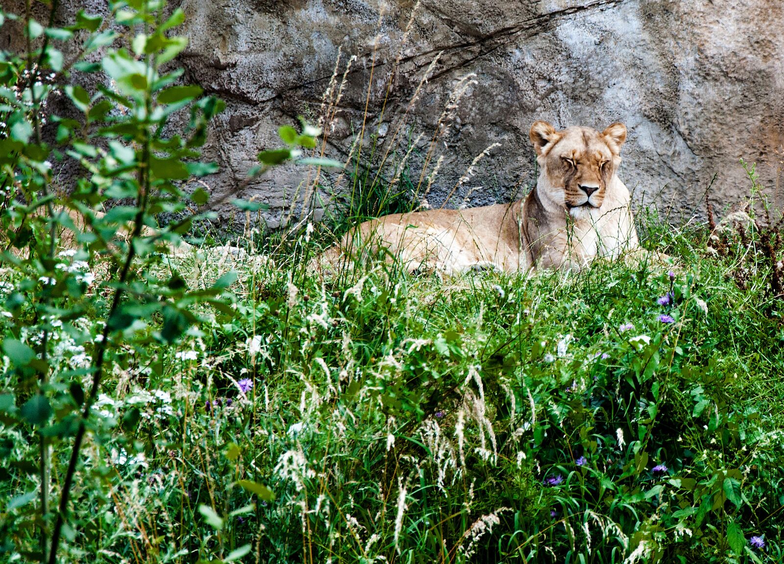 Nikon D5000 sample photo. Nature, animal world, grass photography