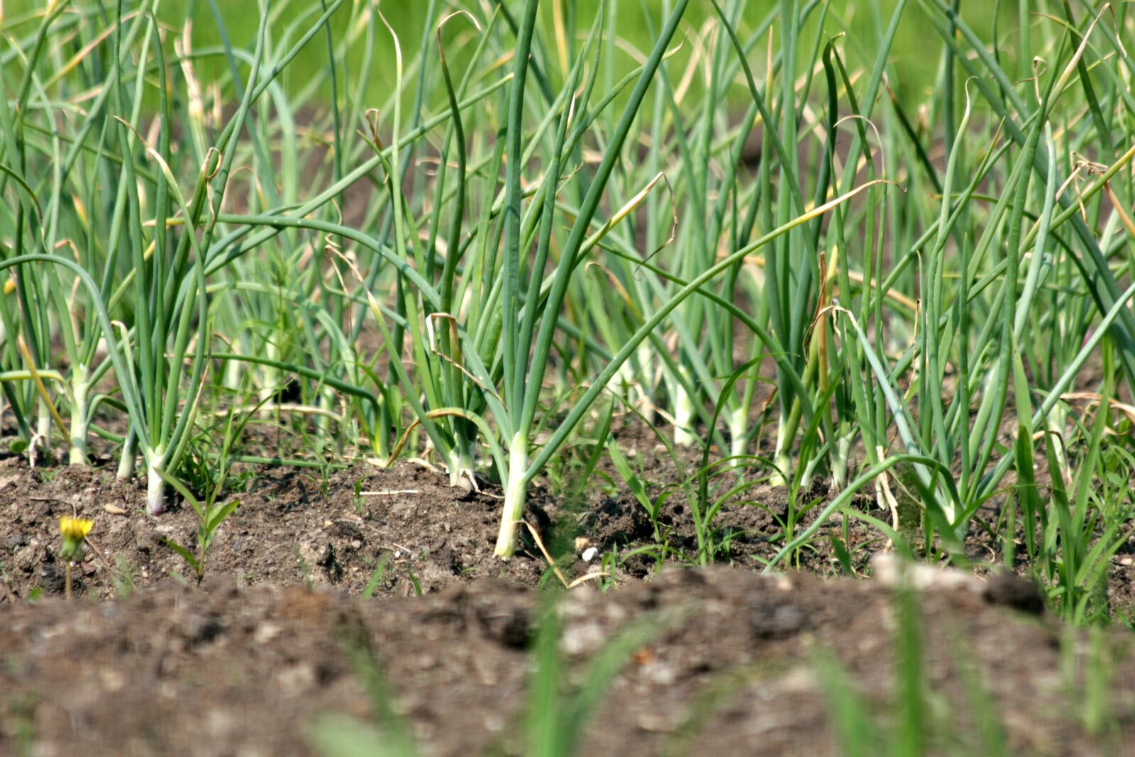Canon EOS 650D (EOS Rebel T4i / EOS Kiss X6i) sample photo. Garlic, vegetable, vegetable garden photography