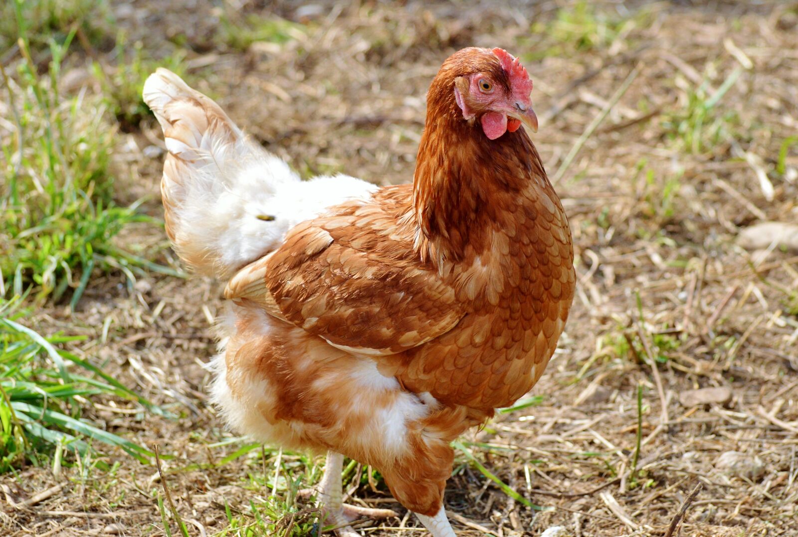 Nikon D3200 sample photo. Chicken, hen, poultry photography