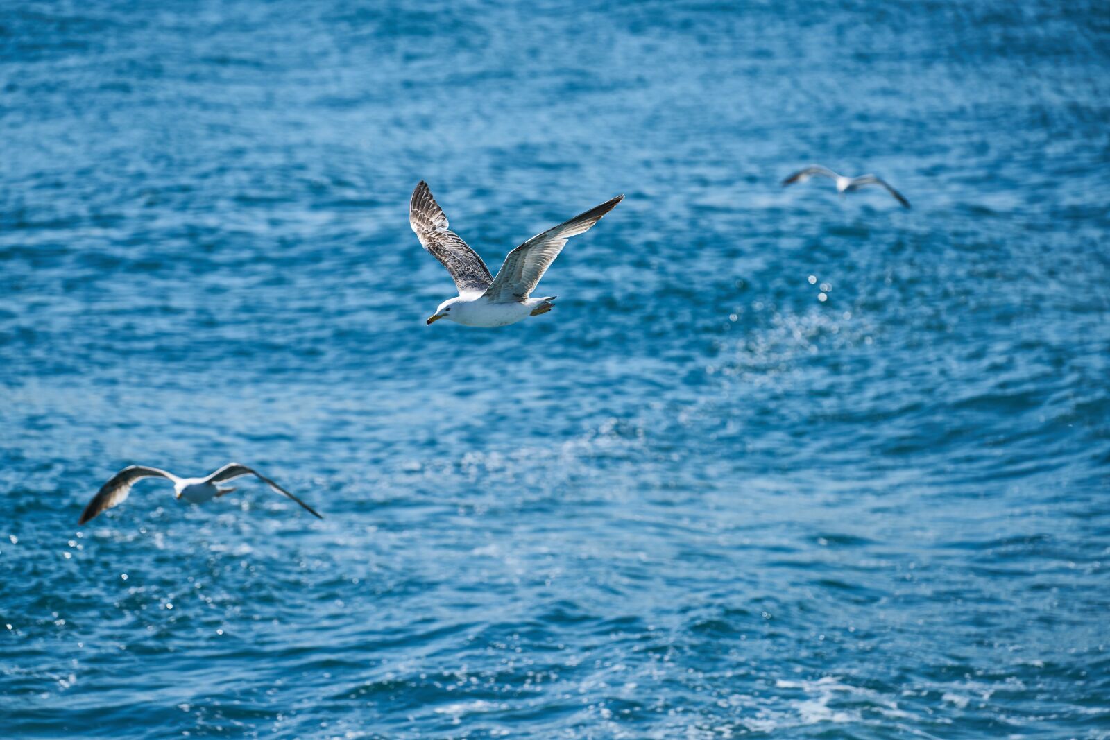Sony FE 70-200mm F4 G OSS sample photo. Seagull, bird, fly photography