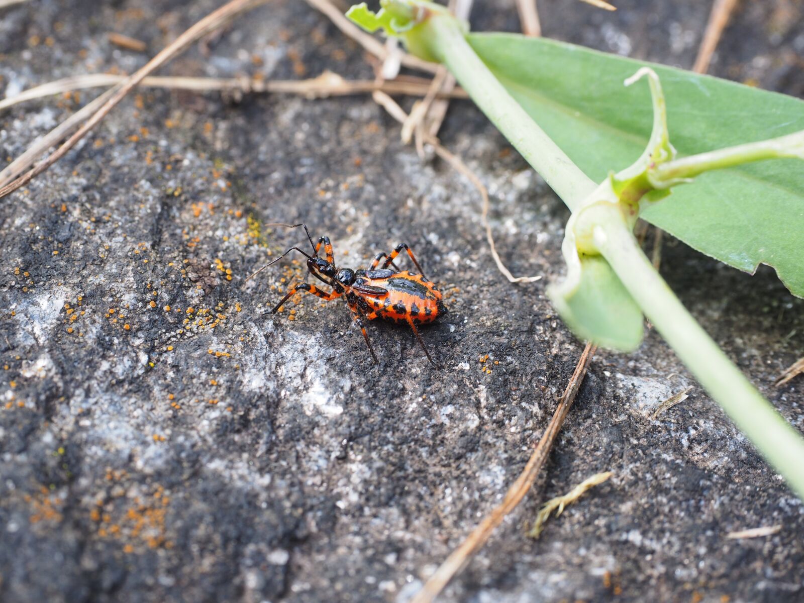 Olympus OM-D E-M1 + Olympus M.Zuiko Digital ED 12-40mm F2.8 Pro sample photo. Red murder bug, insect photography
