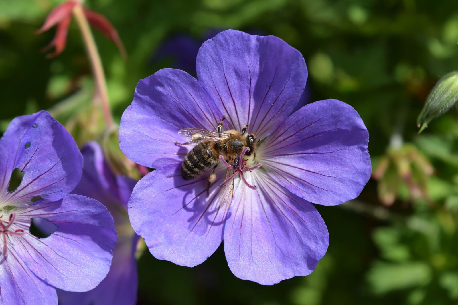 Nikon D3300 sample photo. Cranesbill, flower, close up photography