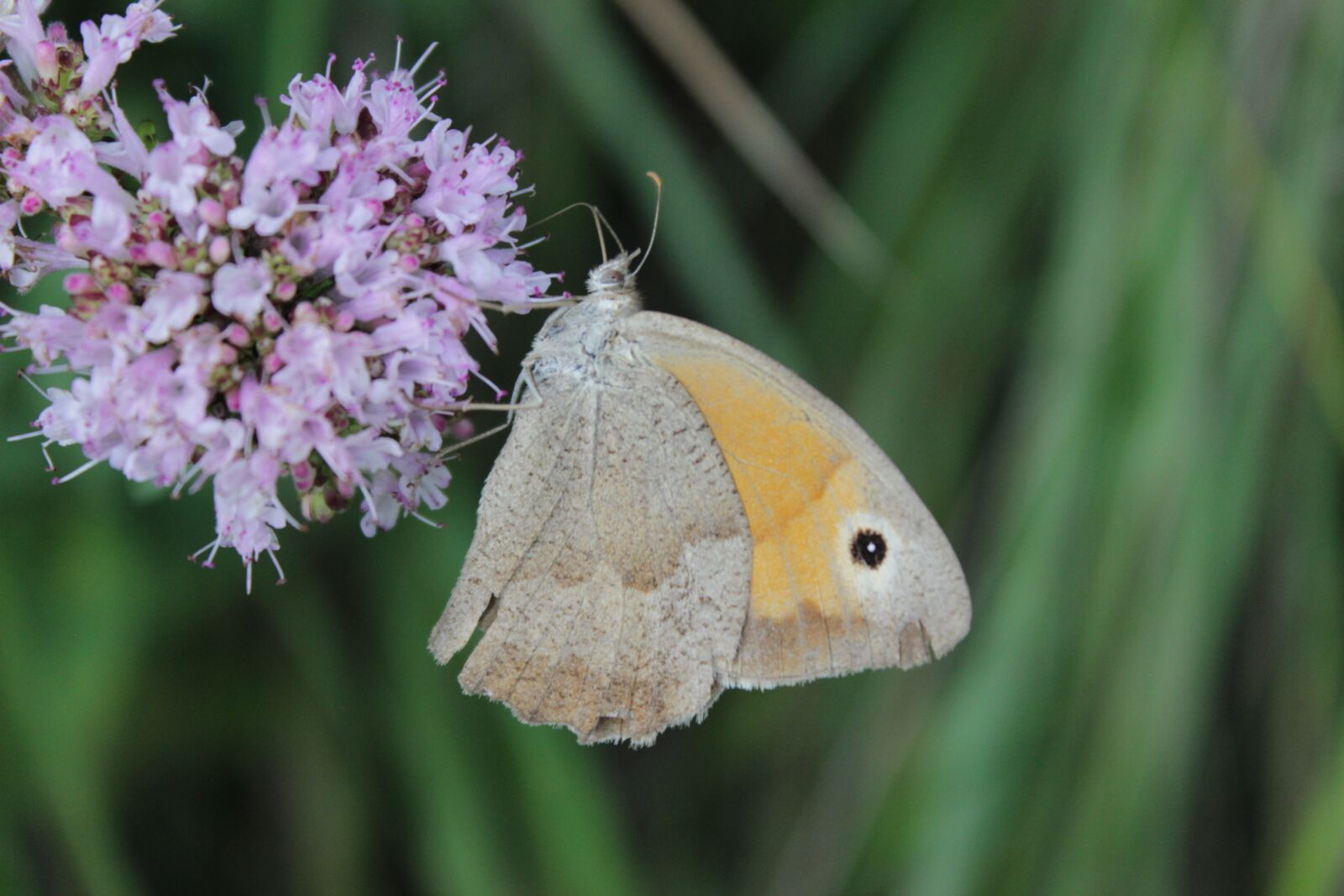 Canon EOS 600D (Rebel EOS T3i / EOS Kiss X5) sample photo. Naturopathy, nature, wild herb photography
