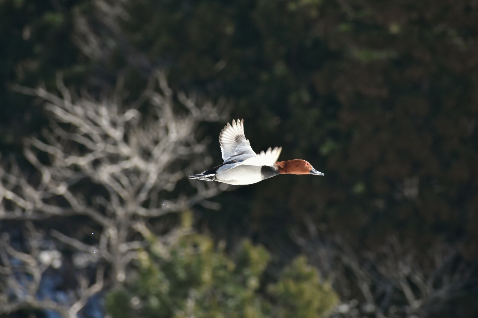 Nikon D7200 sample photo. Animal, bird, wild birds photography