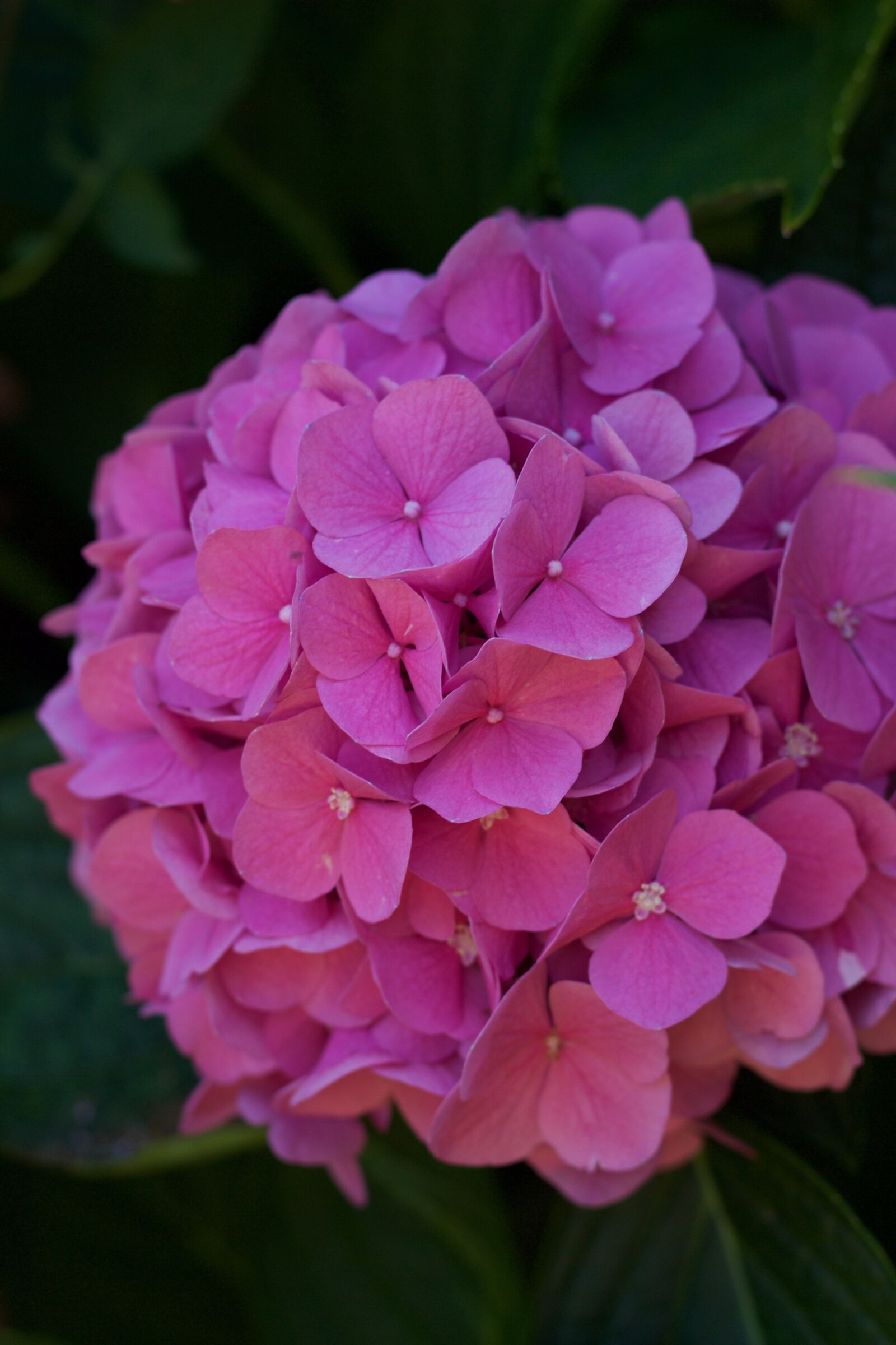 Canon EOS 600D (Rebel EOS T3i / EOS Kiss X5) + Canon EF 50mm F1.8 II sample photo. Flower, nature, rose photography