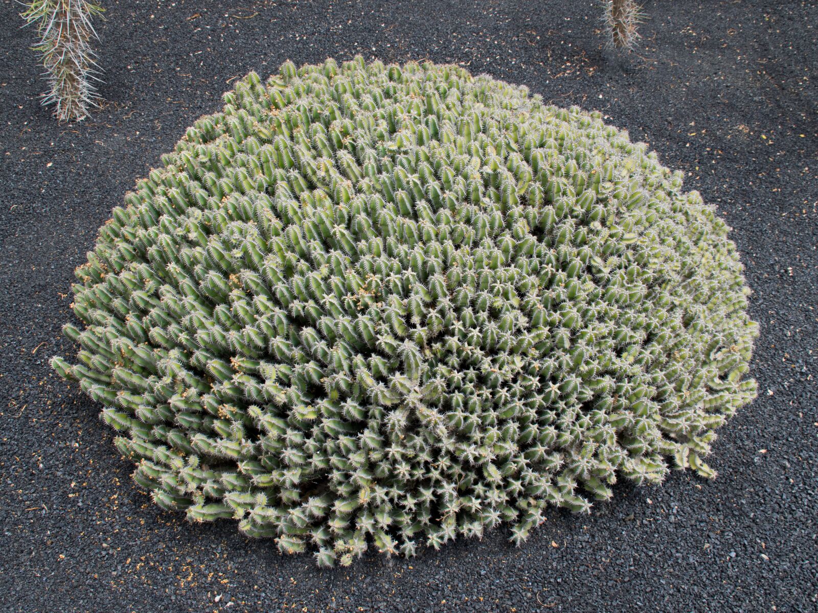 Nikon D5300 sample photo. Jardin de cactus, cactus photography