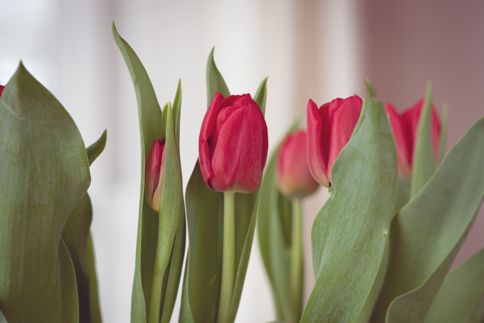 Nikon D750 sample photo. Tulips, flowers, red photography