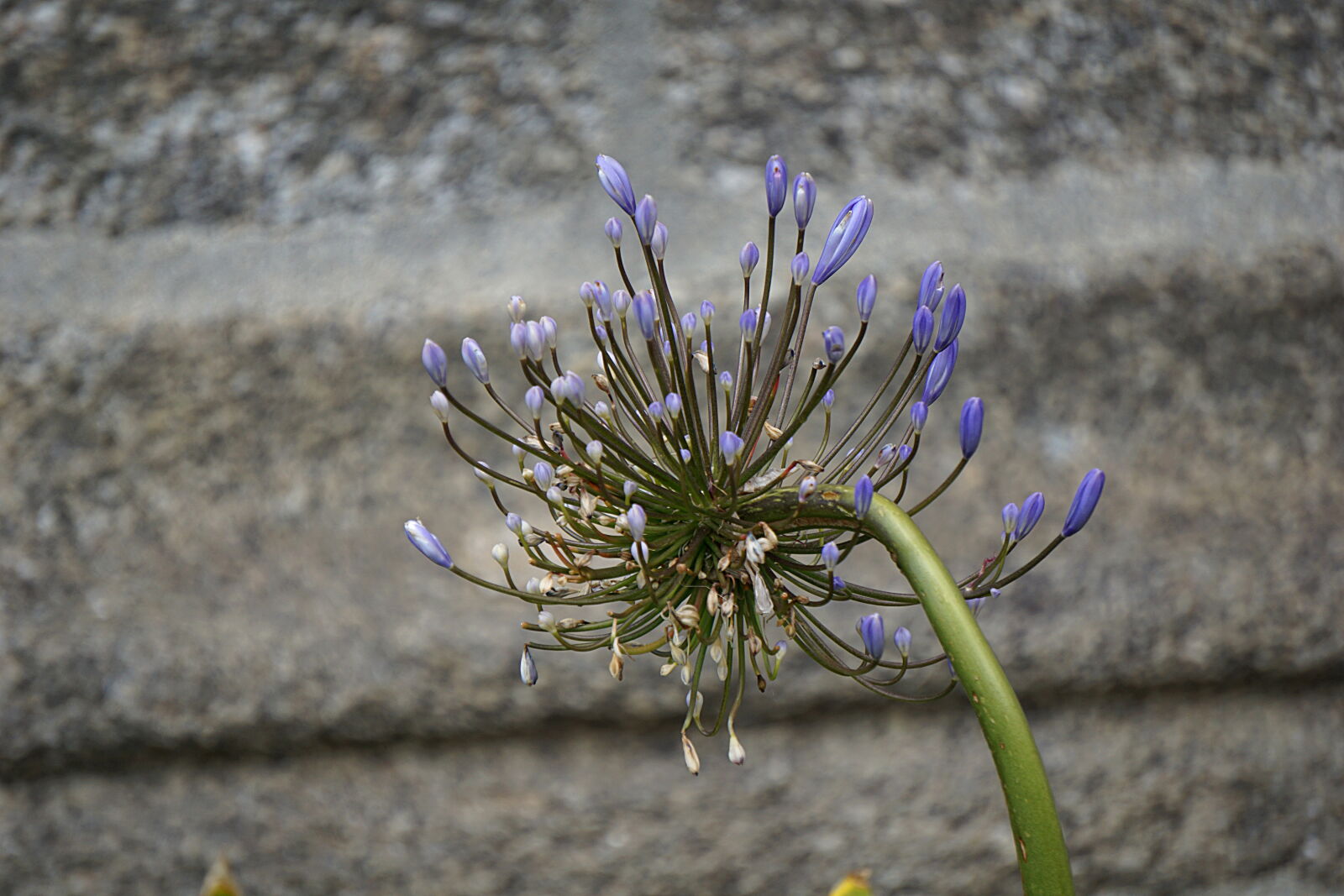Sony a6000 sample photo. Bleu, botanique, fleur, floraison photography