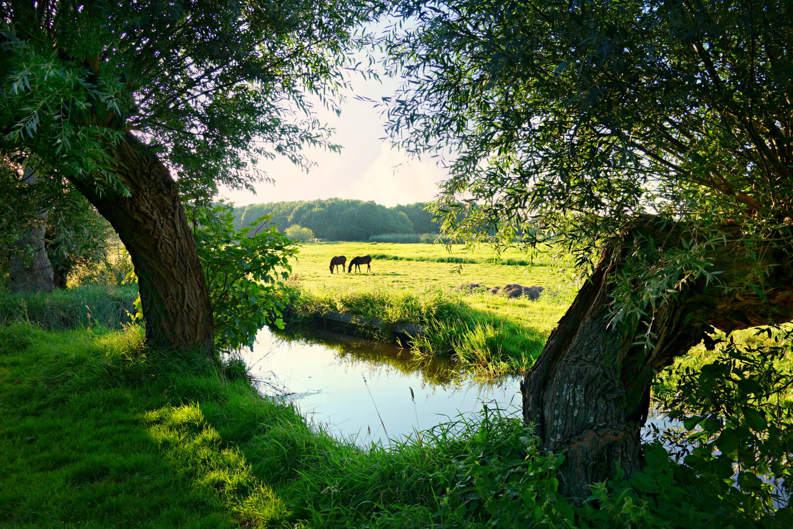 Sony Cyber-shot DSC-RX100 sample photo. Landscape, water, meadow, green photography