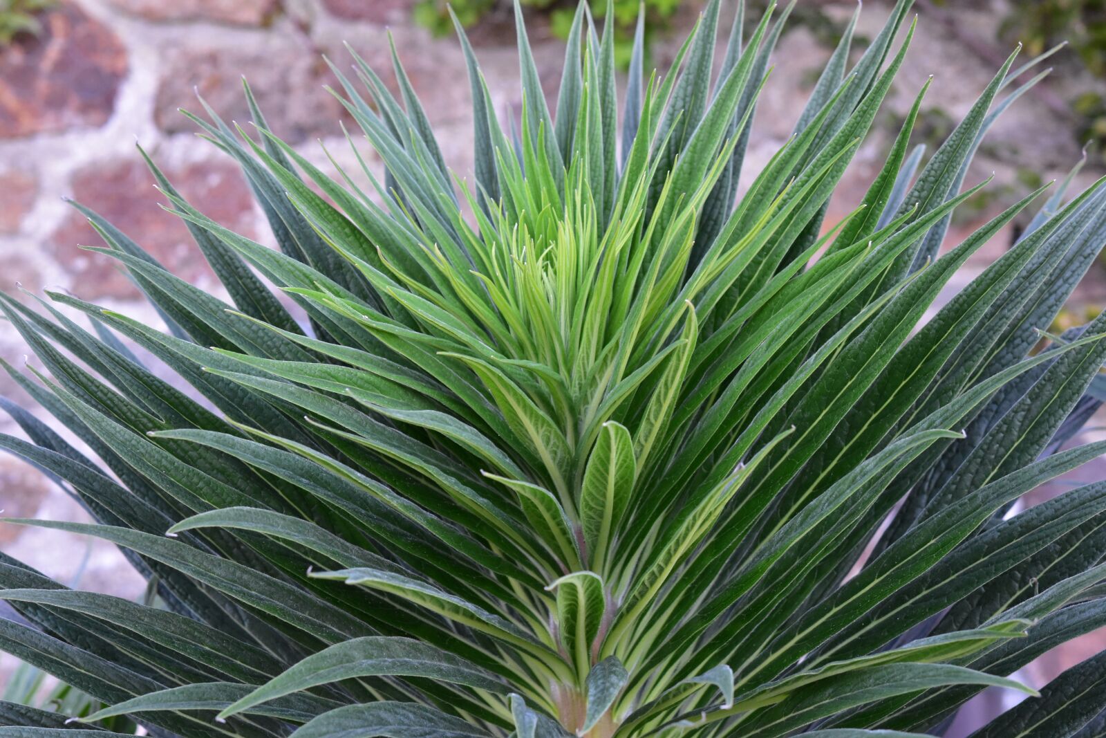 Nikon D5600 sample photo. Green plant, green leaves photography