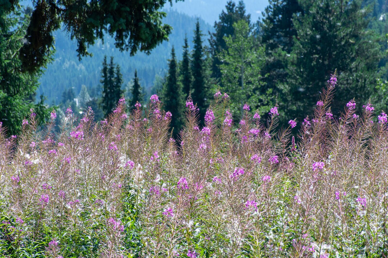 Nikon D7200 sample photo. Beautiful, beauty, bloom photography