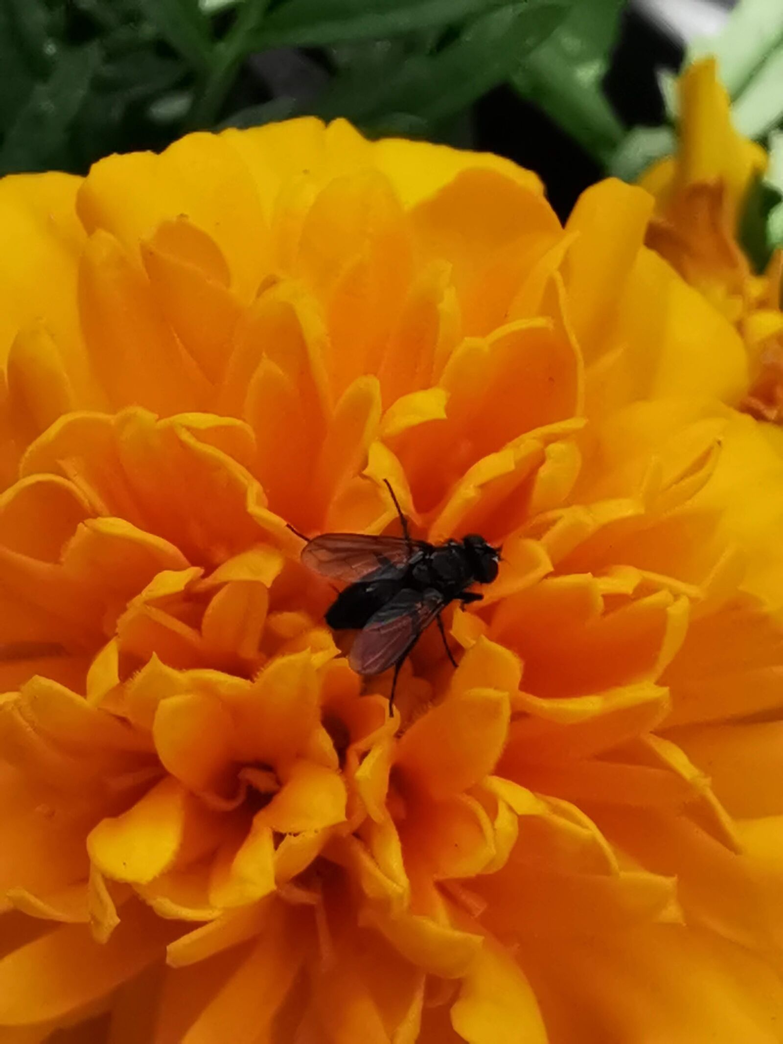 HUAWEI P30 sample photo. Flower, yellow, fly photography