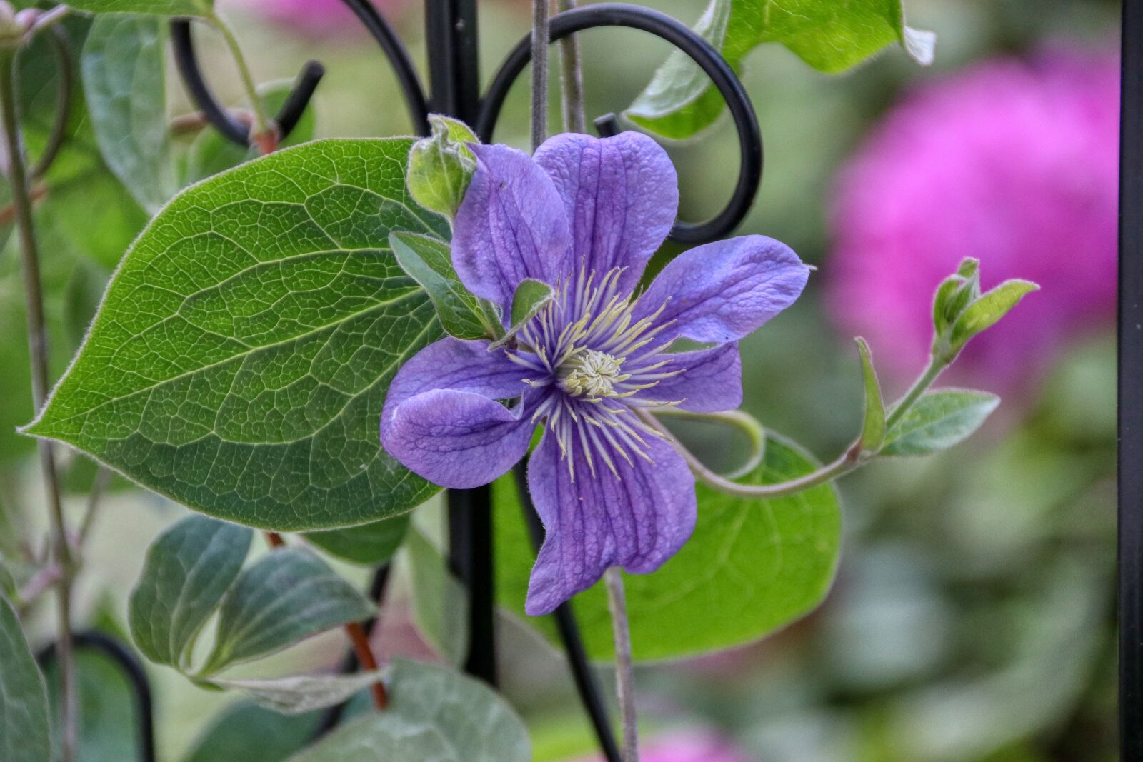 Canon EOS 80D sample photo. Purple, flower, garden photography