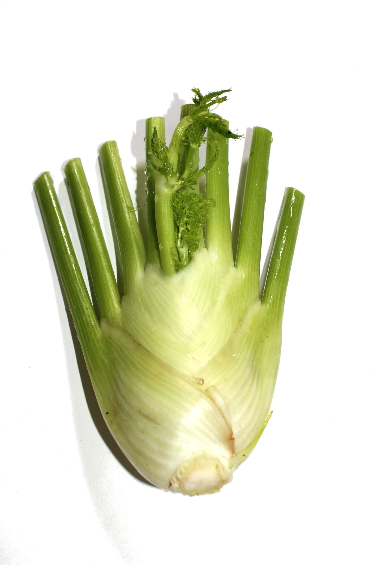 Canon EOS 1100D (EOS Rebel T3 / EOS Kiss X50) sample photo. Fennel, vegetable, herbs photography