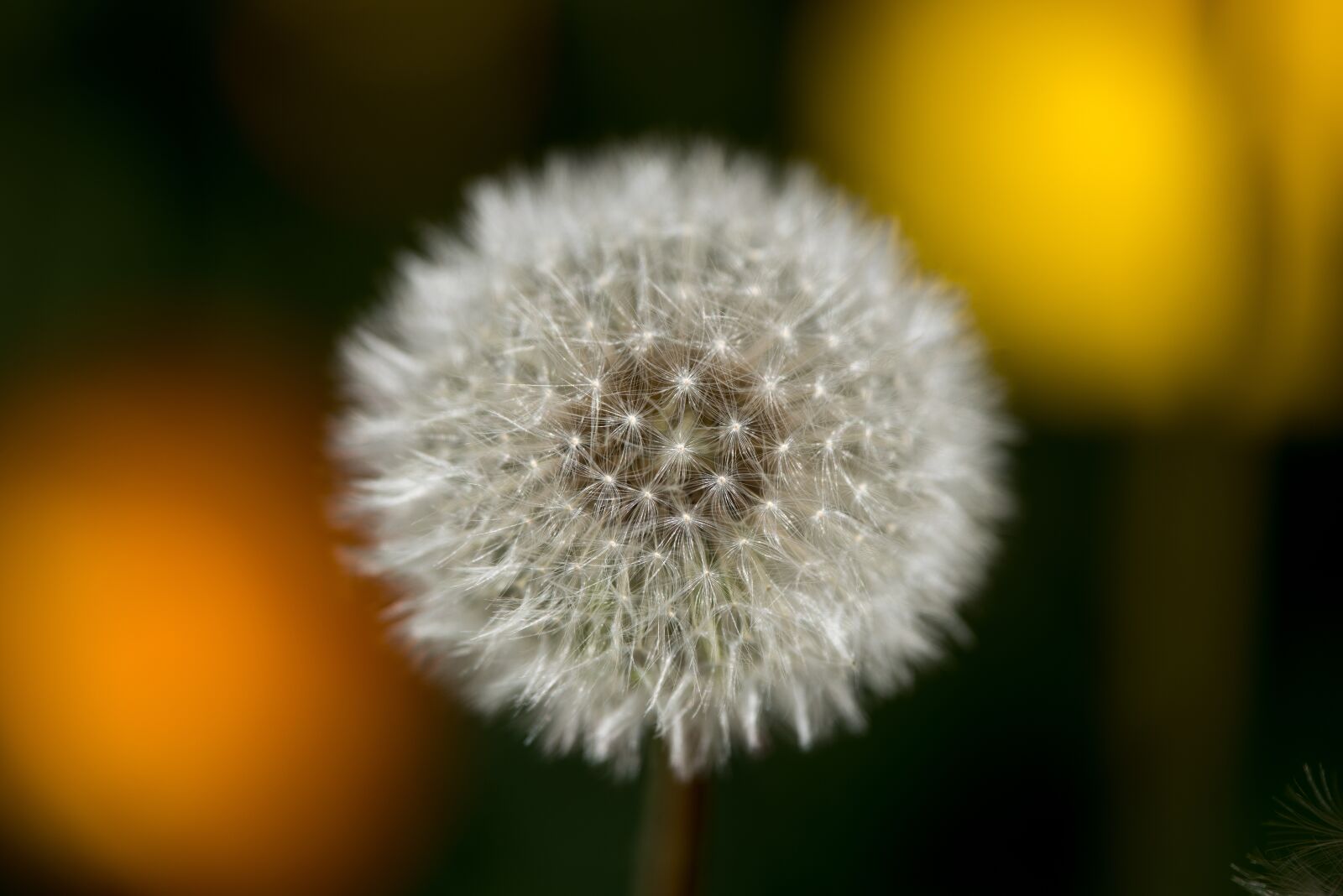 Nikon D810 sample photo. Dandelion, wild flower, blossom photography