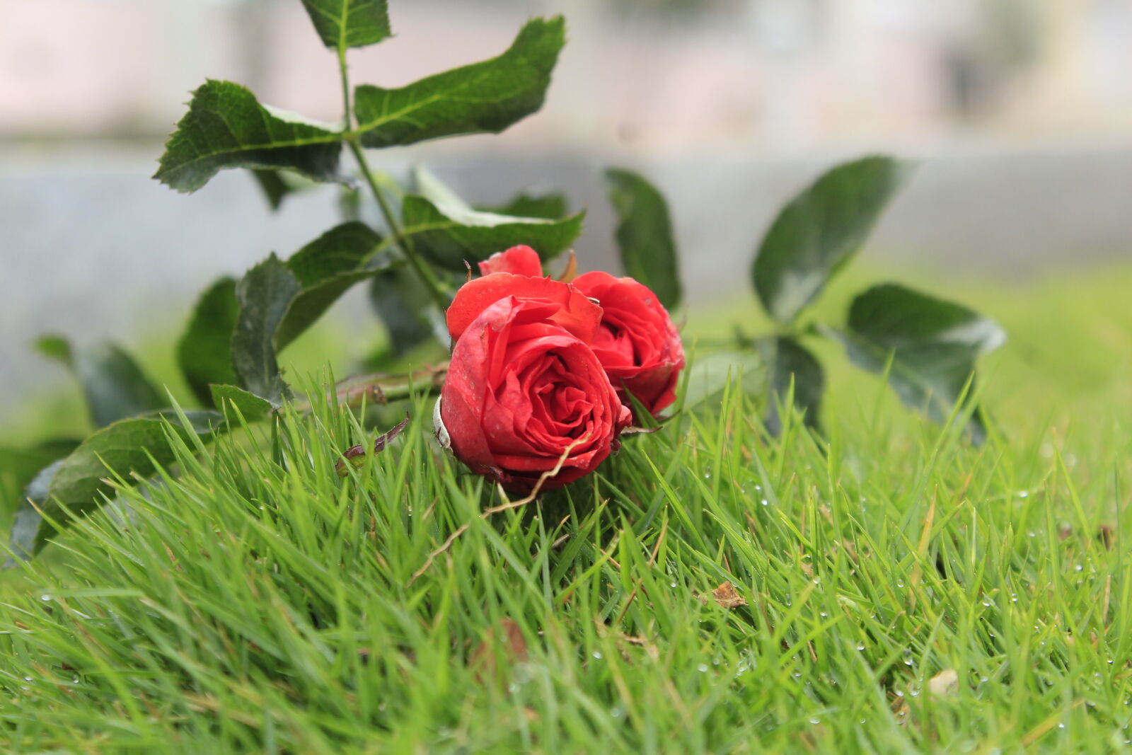 Canon EOS 1200D (EOS Rebel T5 / EOS Kiss X70 / EOS Hi) sample photo. Red, rose photography