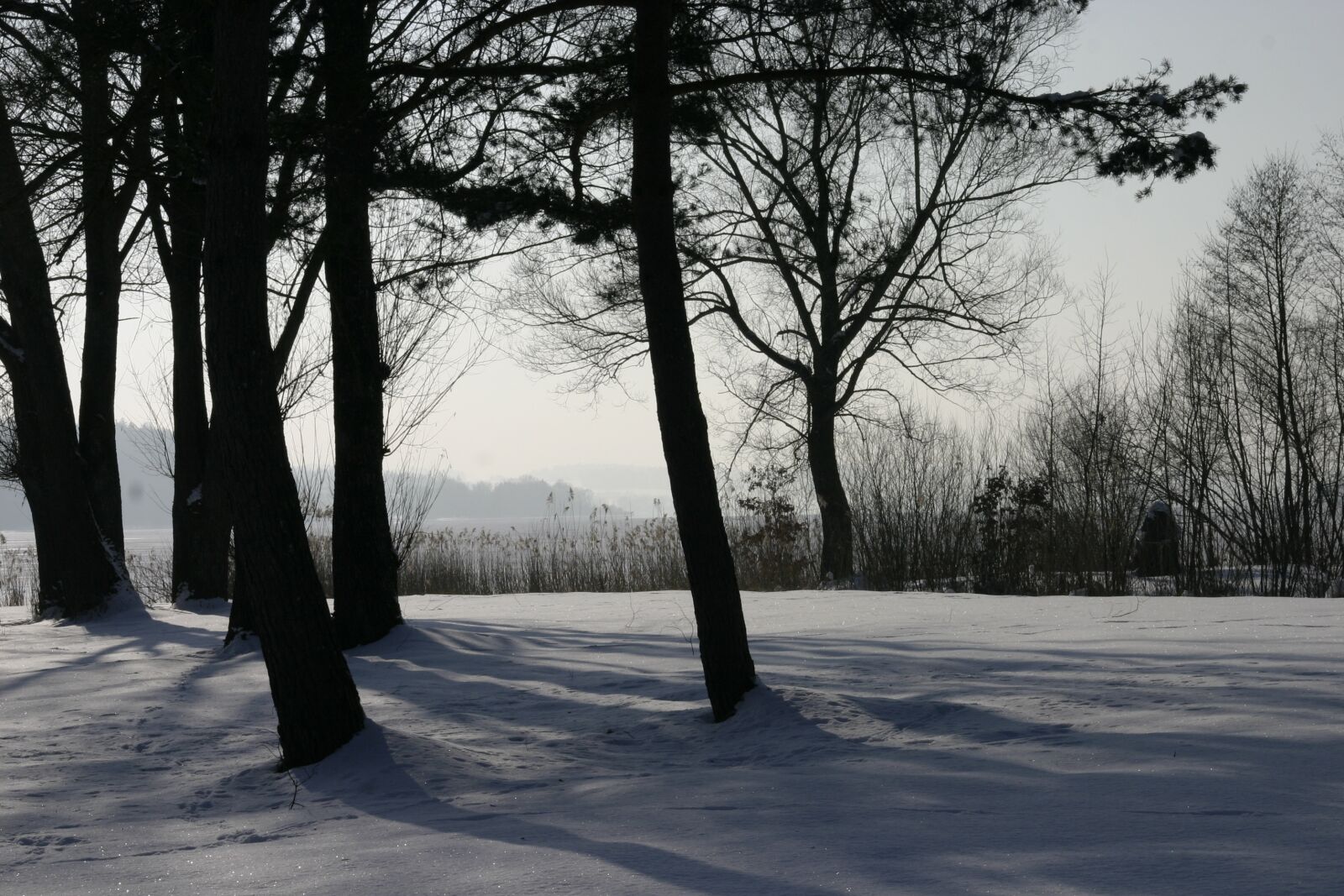 Canon EOS 300D (EOS Digital Rebel / EOS Kiss Digital) sample photo. Winter, trees, snow photography