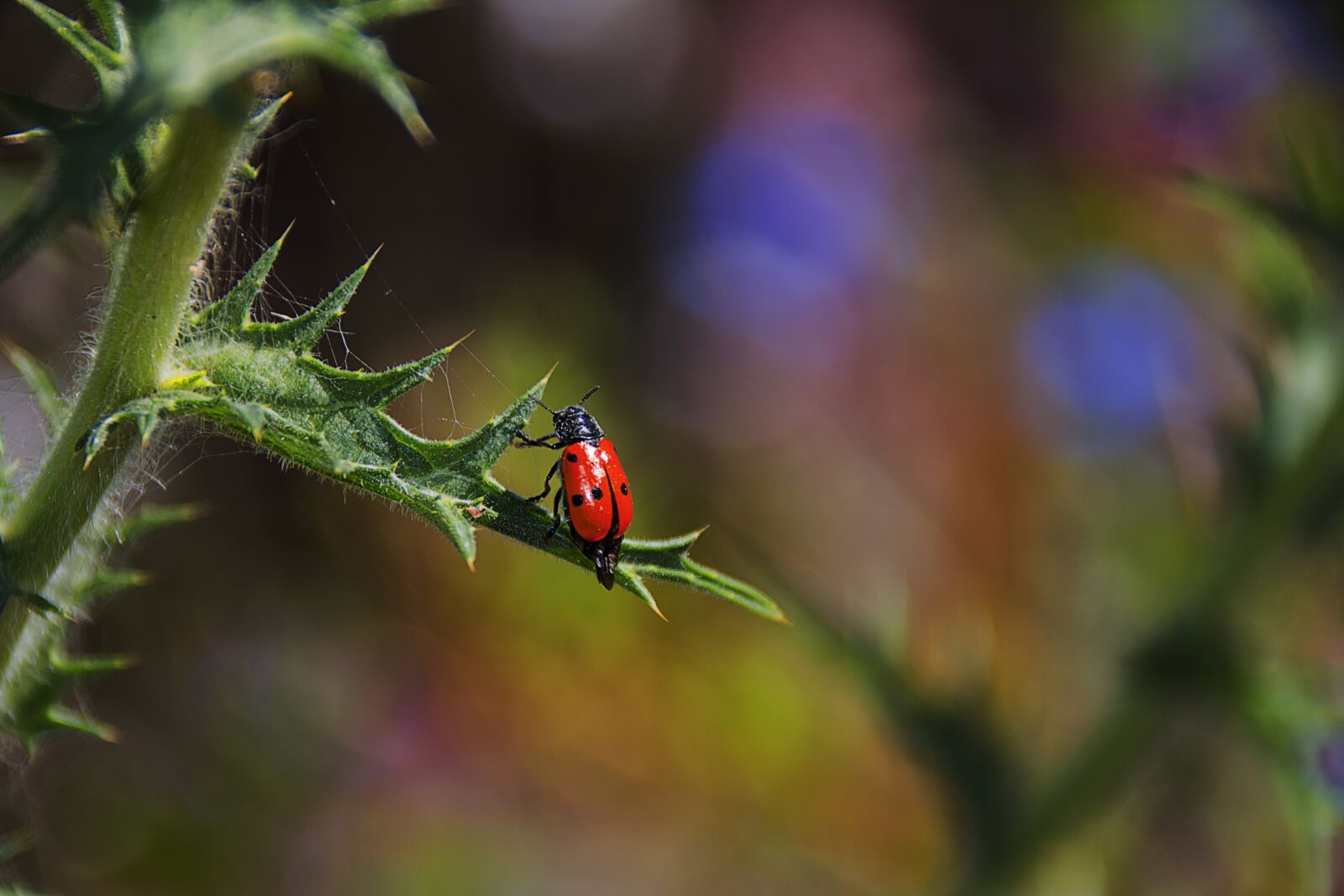 Canon EOS 70D sample photo. Ladybug, insect, nature photography
