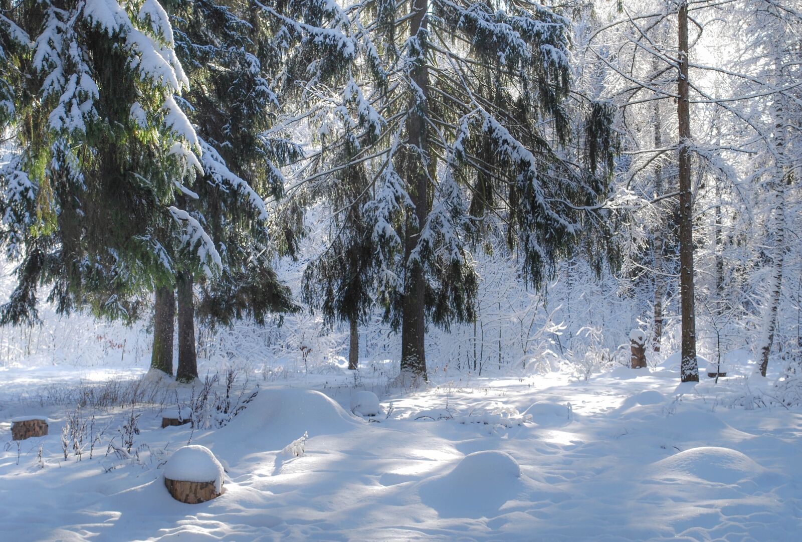 Nikon D60 sample photo. Winter, forest, snow photography