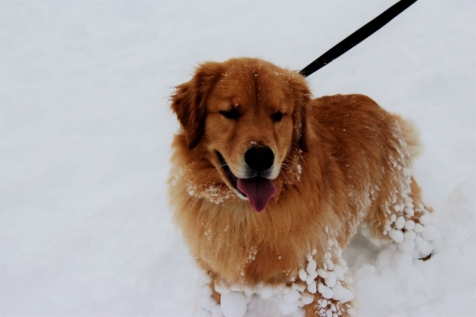 Canon EOS 1300D (EOS Rebel T6 / EOS Kiss X80) sample photo. Snow, dog, pet photography