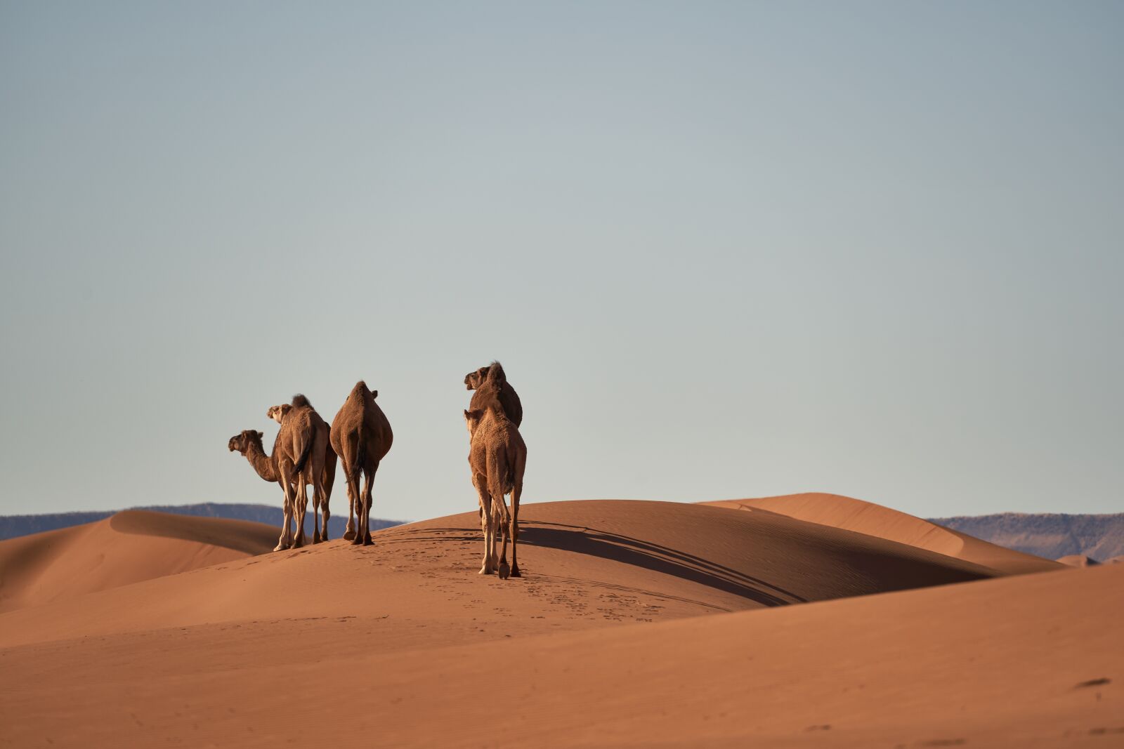 Sony FE 70-300mm F4.5-5.6 G OSS sample photo. Desert, sahara, camels photography