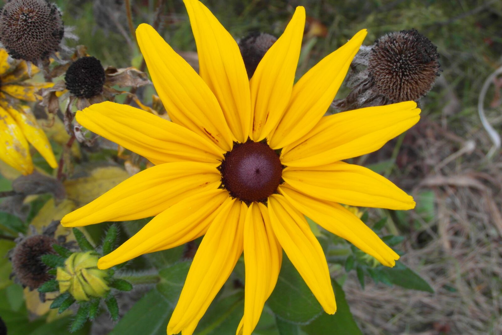 Samsung WB750 sample photo. Echinacea, rudbekia, yellow photography