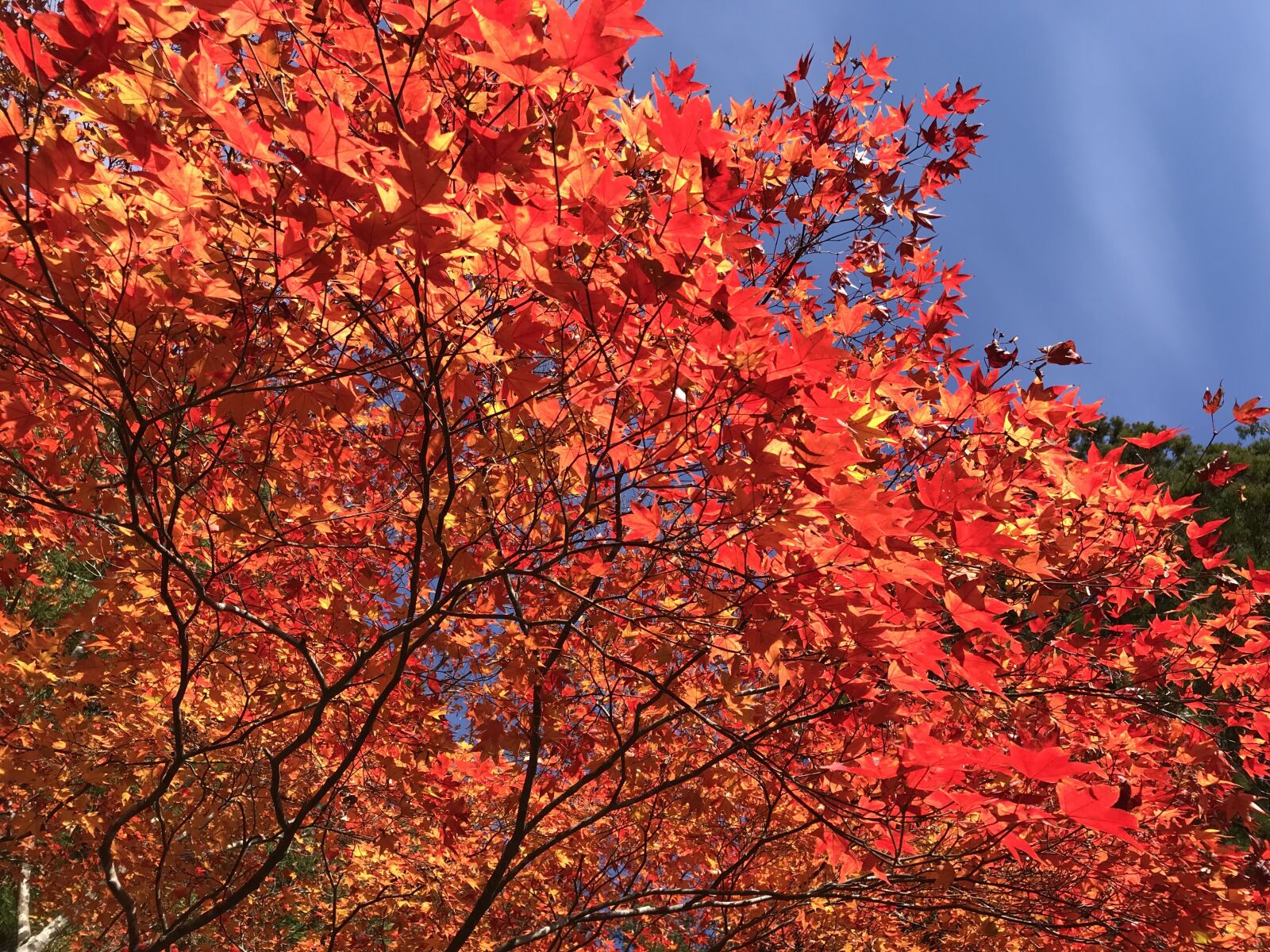 iPhone 7 back camera 3.99mm f/1.8 sample photo. Autumn, autumnal leaves, k photography