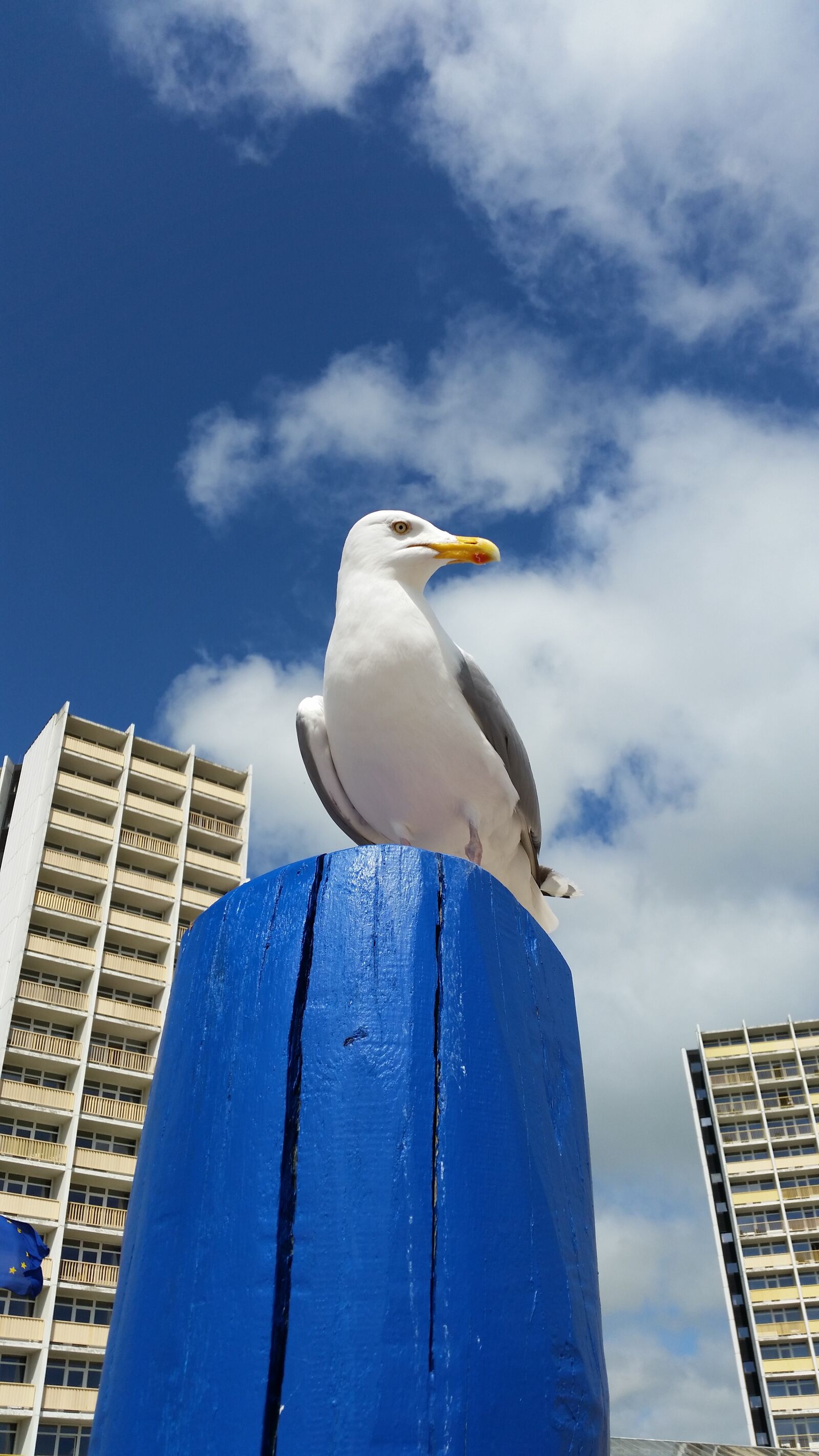 Samsung Galaxy S5 sample photo. Seagull, beach, sea photography