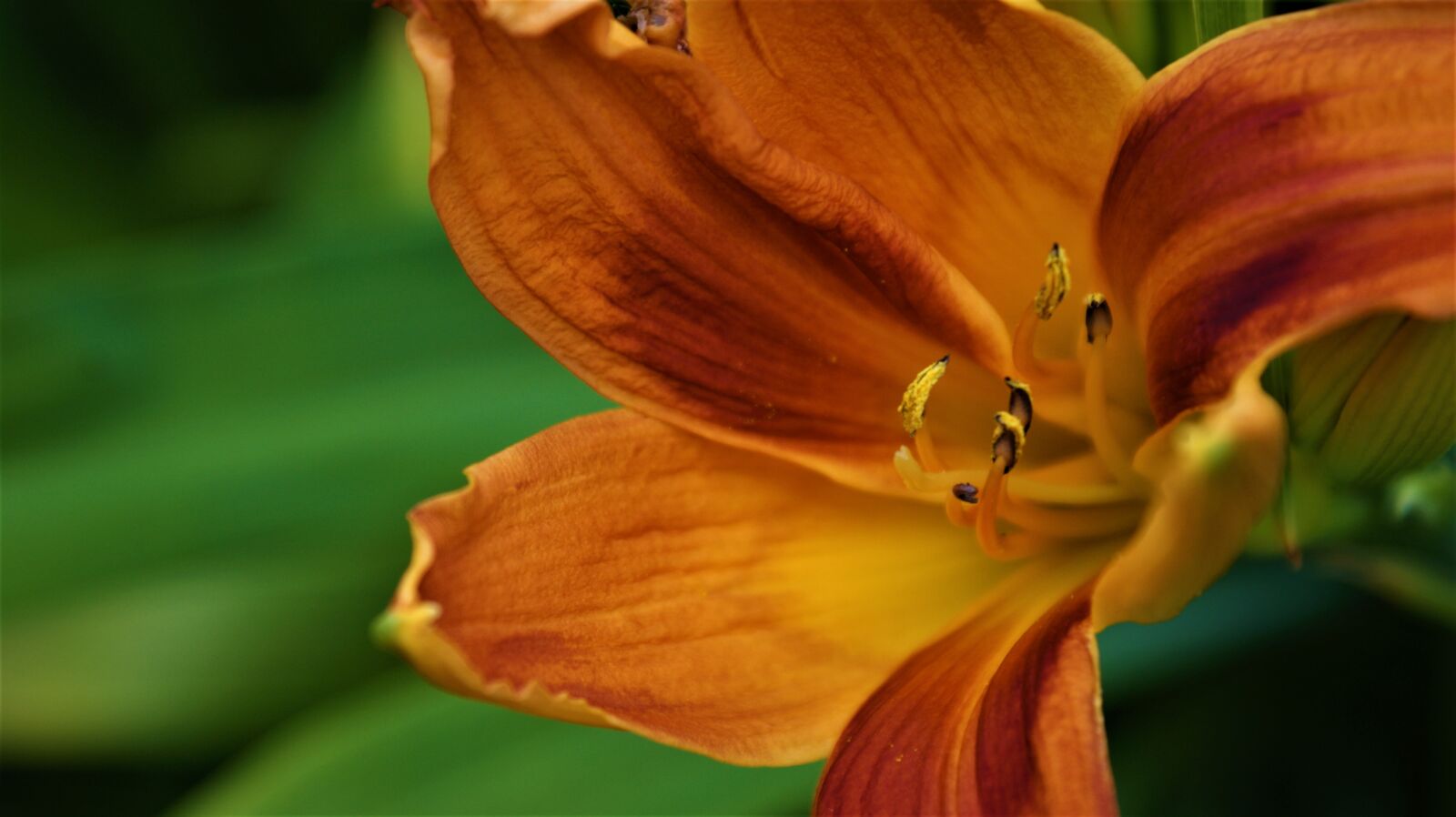 Sony Alpha DSLR-A350 sample photo. Lily, orange, flower photography